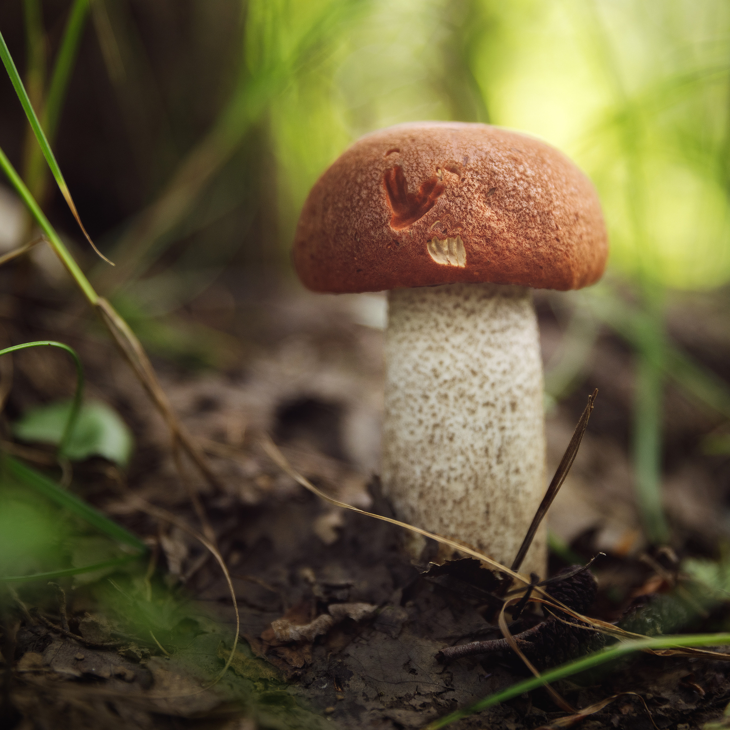 Гриб в лесу с укусом белки на шляпке.