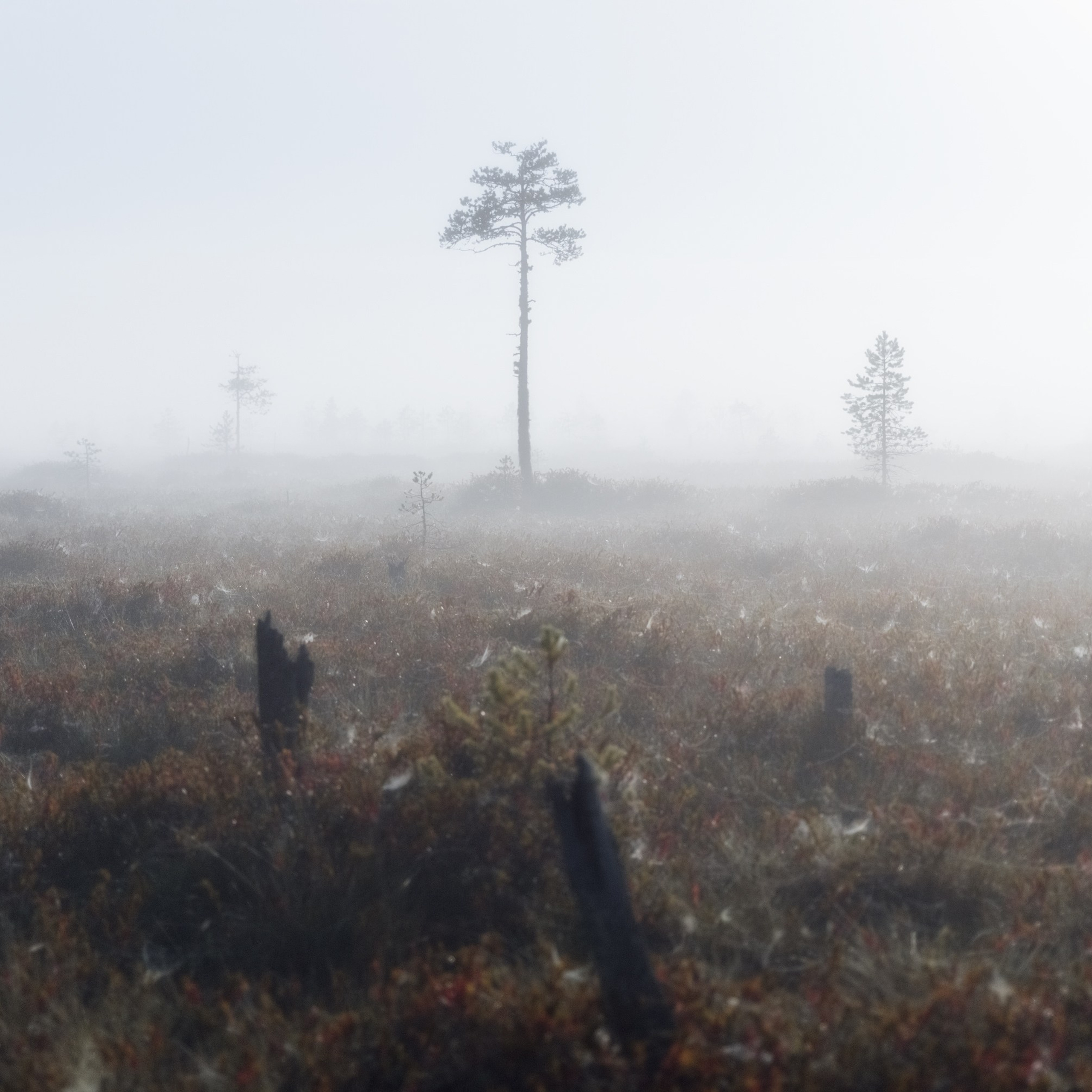 Полнолуние на туманном болоте. Свет луны сквозь осенний туман.