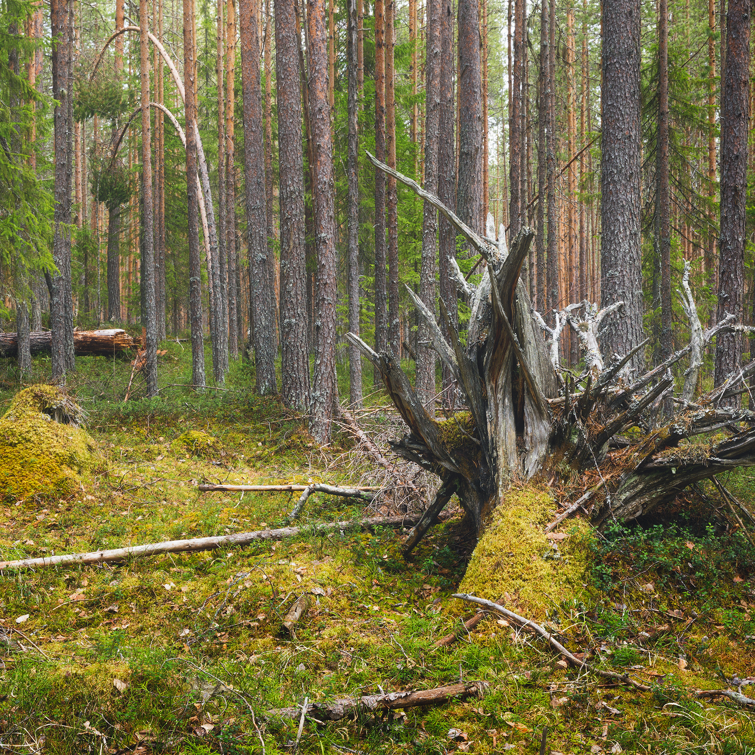 Сосновый бор. Коми яг. Ягель в лесу. Сосновый лес в Республике Коми. Огромный пень. Пень покрытый мхом.