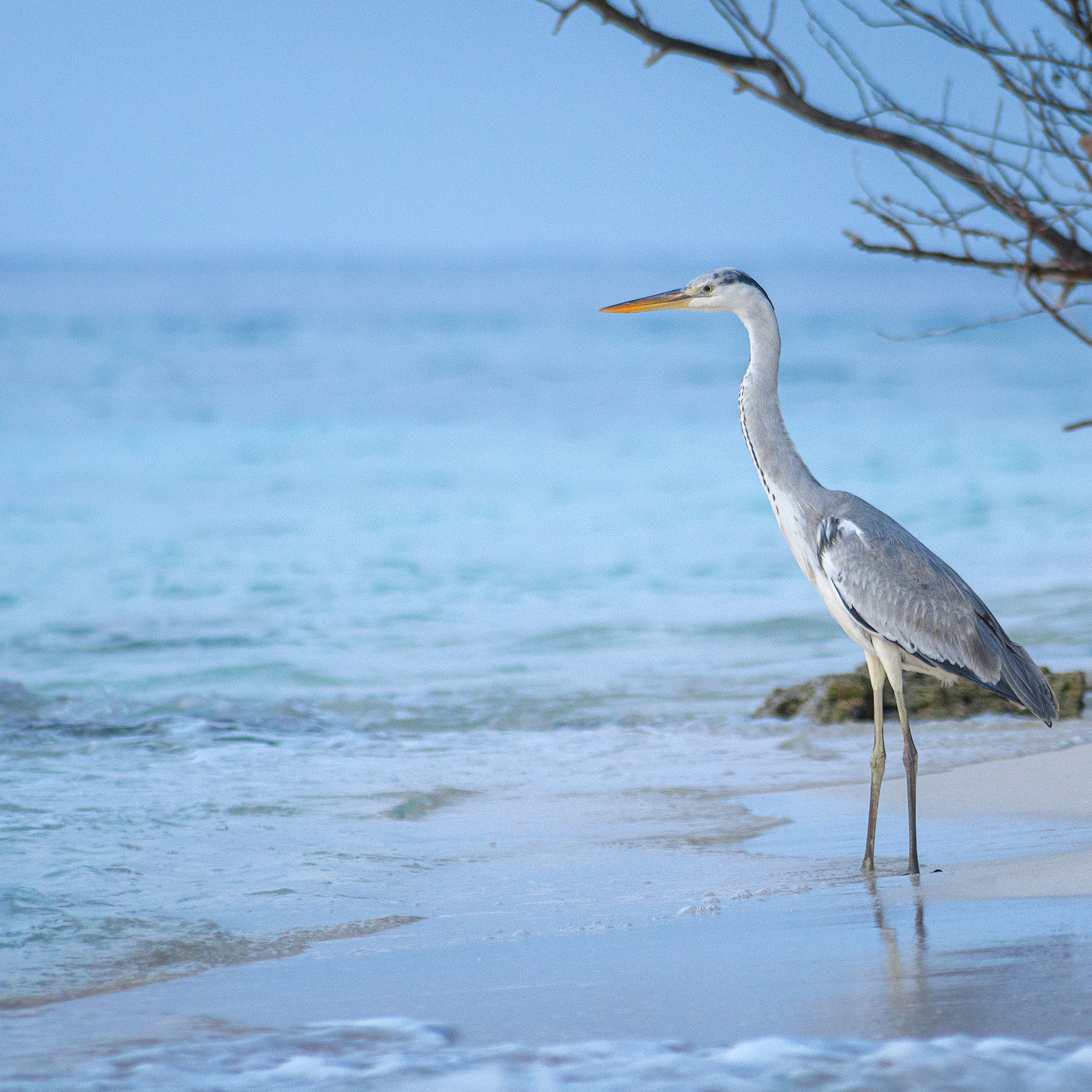 Серая цапля.