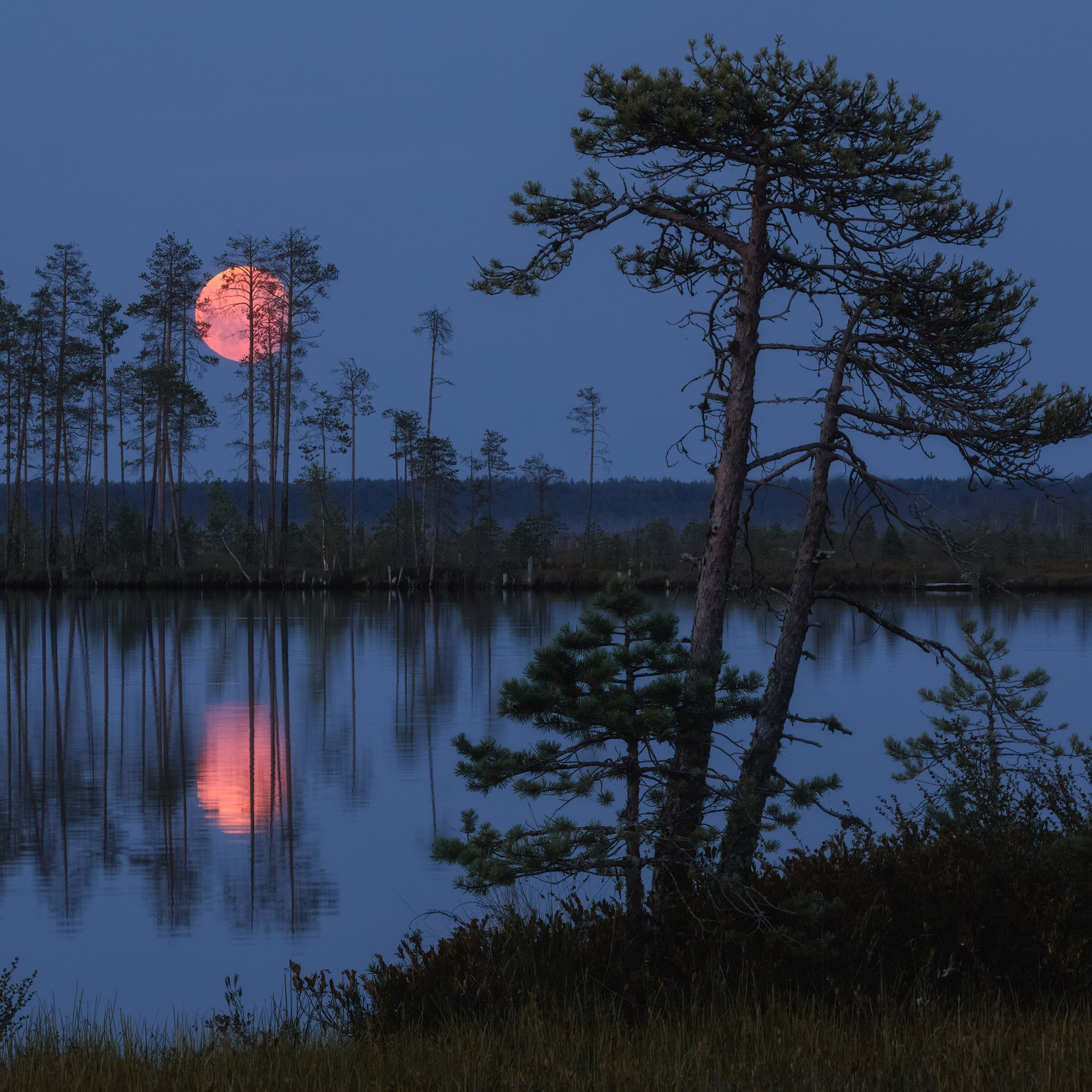Moonrise over Lake Sredniy Kadam. The moon behind the pines.