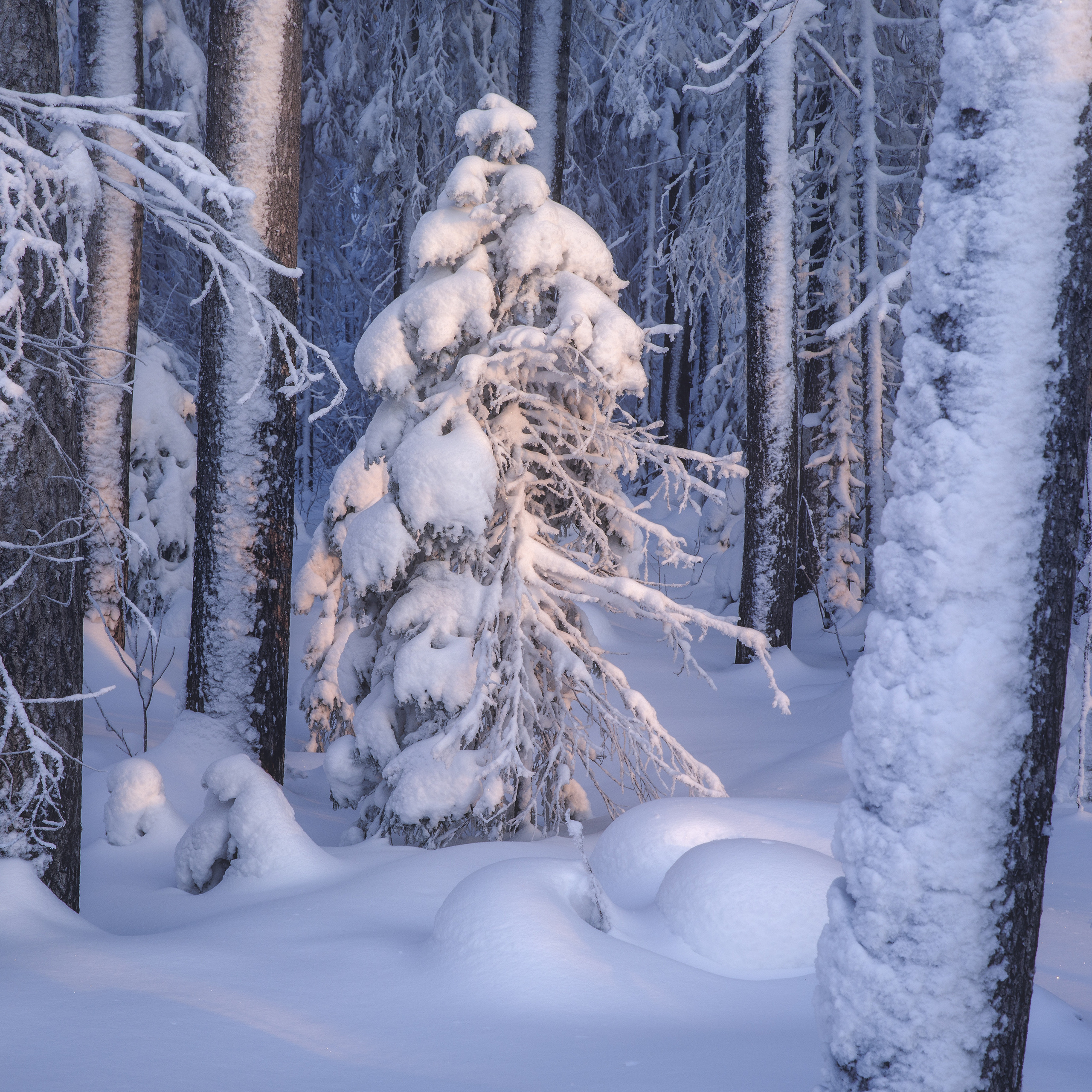 Синий лес. Морозное утро в Республике Коми. Рассвет зимой. Заснеженный лес. Заснеженные ели. Сугробы из снега. Рассветное небо. Розовый рассвет зимой. Зимний пейзаж. Пейзаж со снегом.