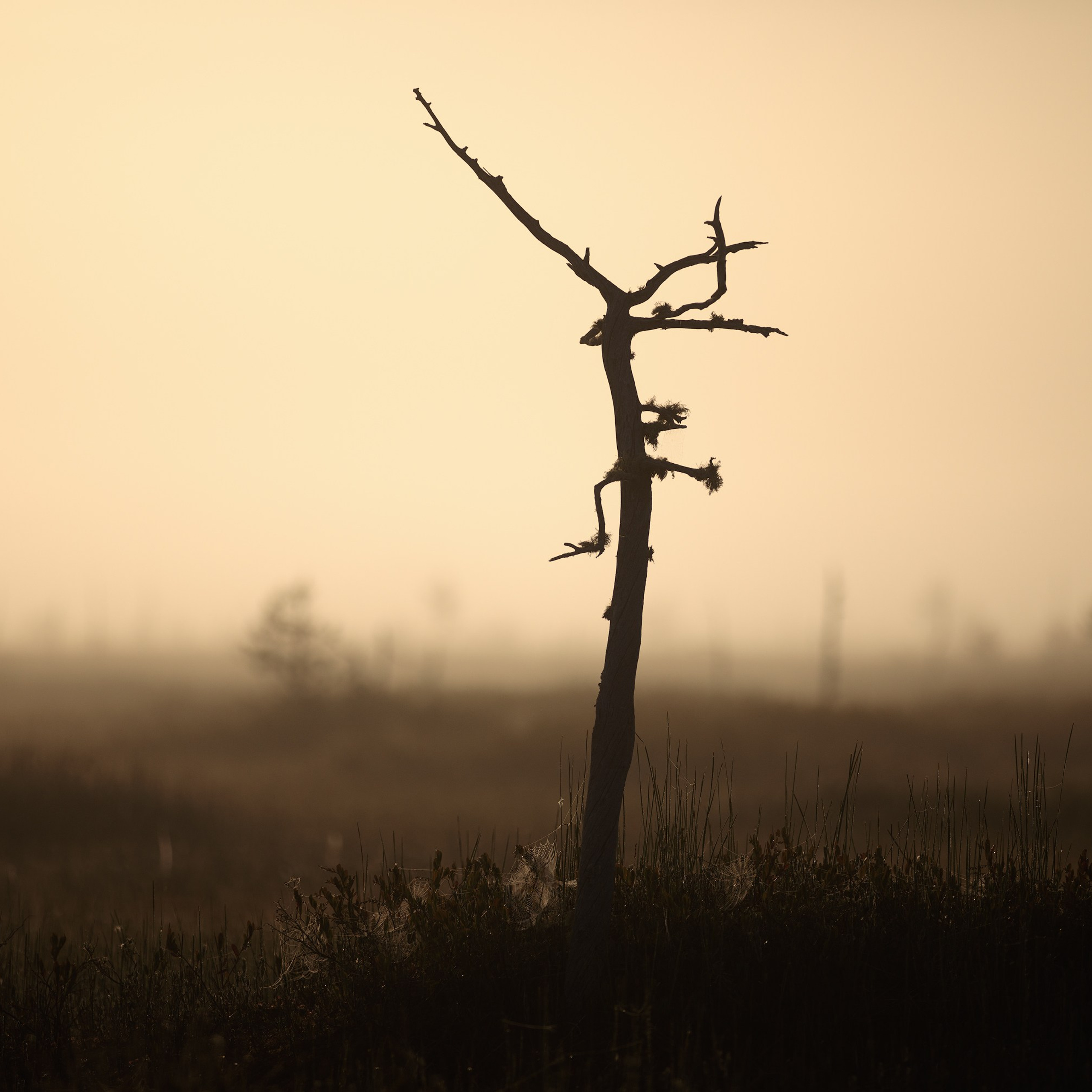 Interior photography. Gallery photography. Interior photography. Interior design photography. Wall landscapes. Art photography. Fine art photography.