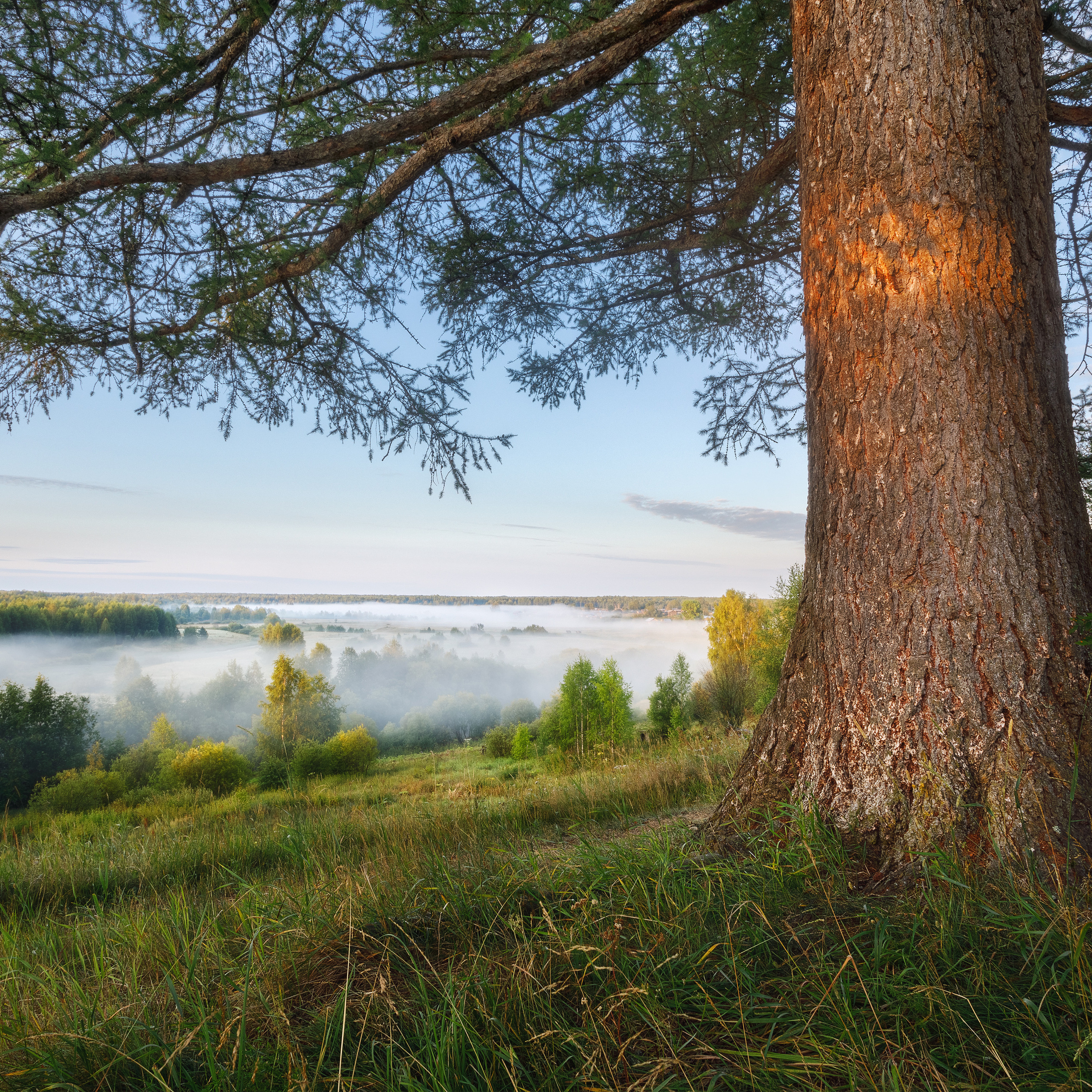 Туман над рекой Воч. Рассвет на высоком берегу деревни Улыс Воч. Многовековая лиственница и утренний туман.