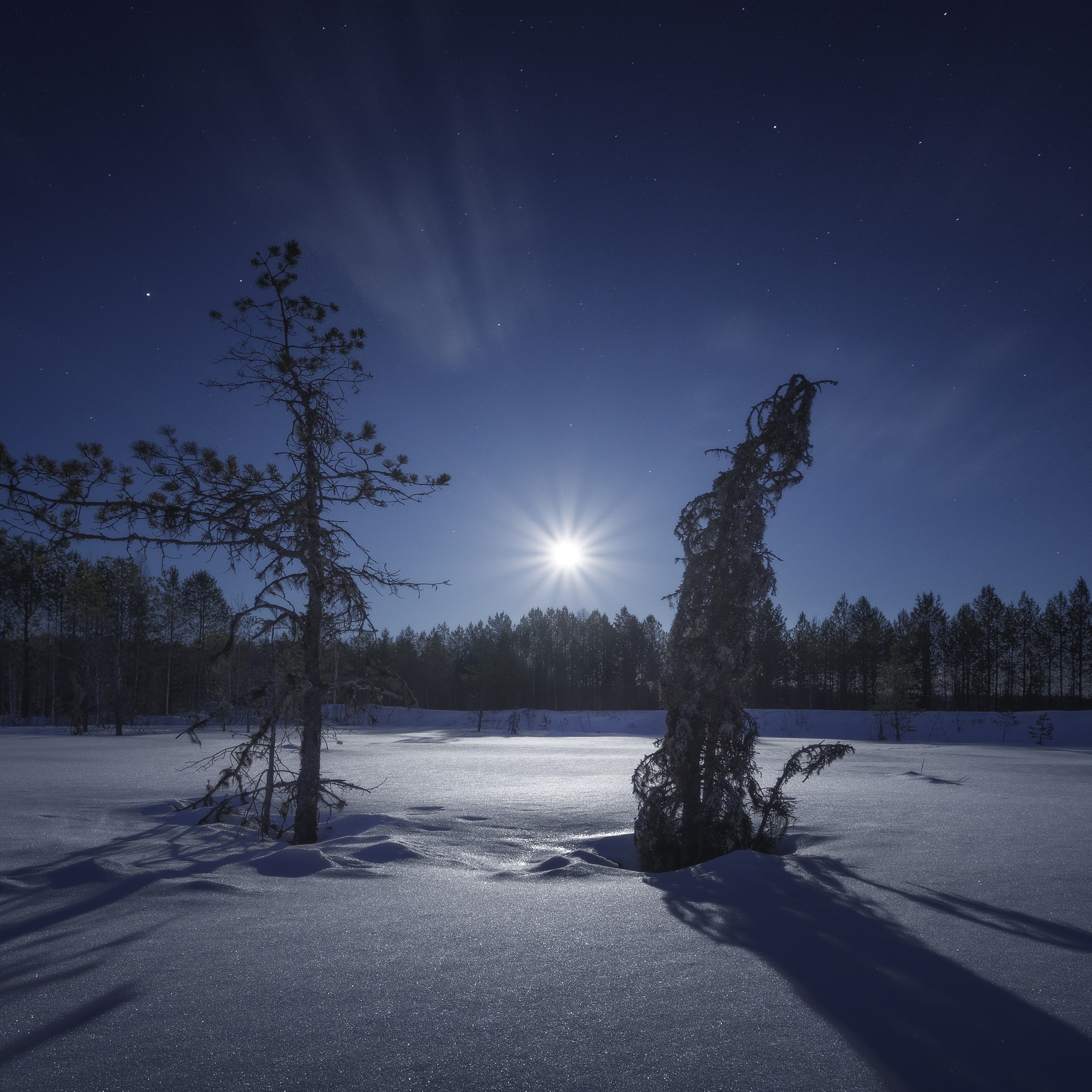 Полная Луна отбрасывает тени от деревьев на снег.