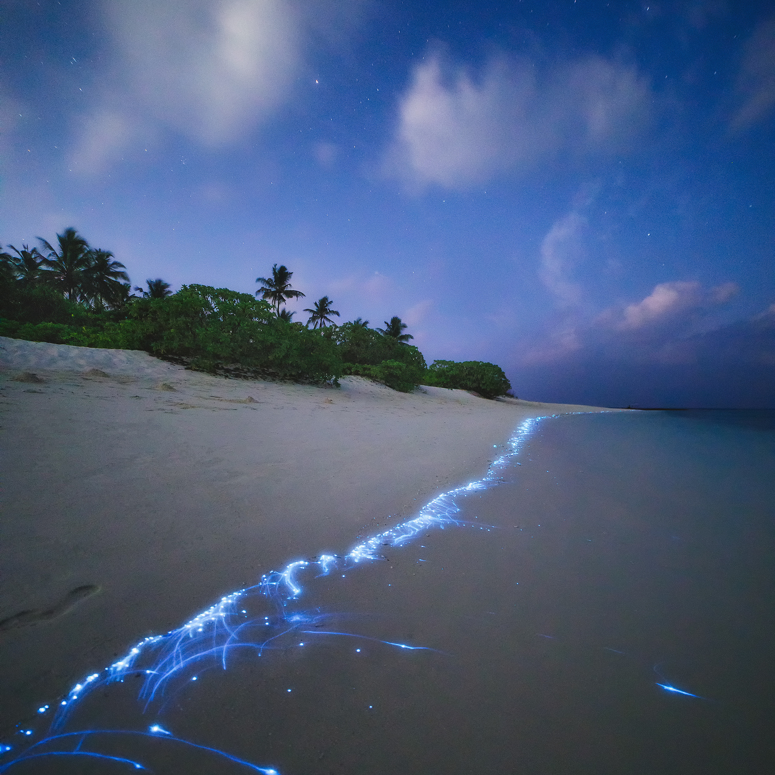 Luminous plankton in the Maldives.