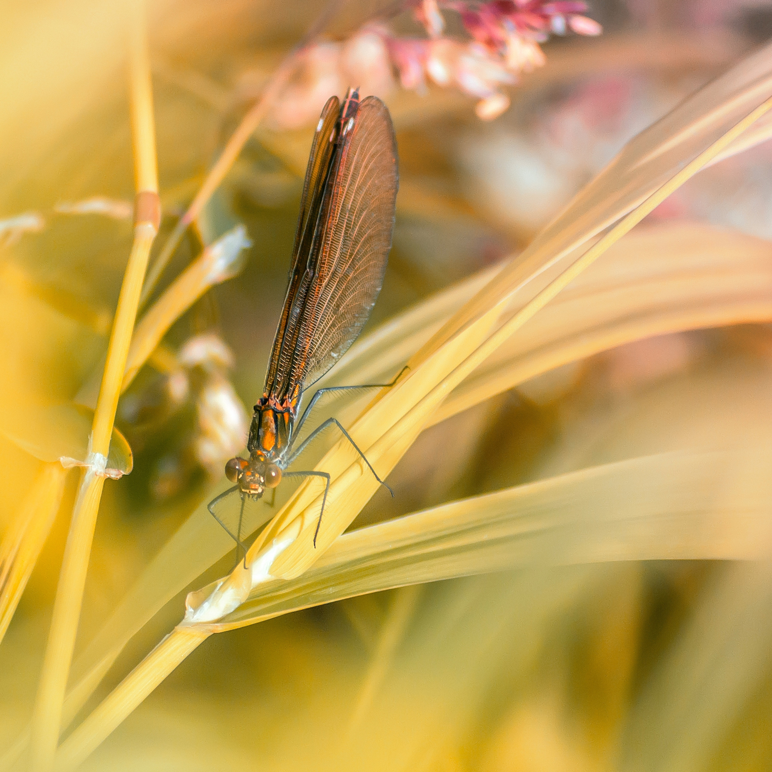 Стрекоза Красотка-девушка самка.
