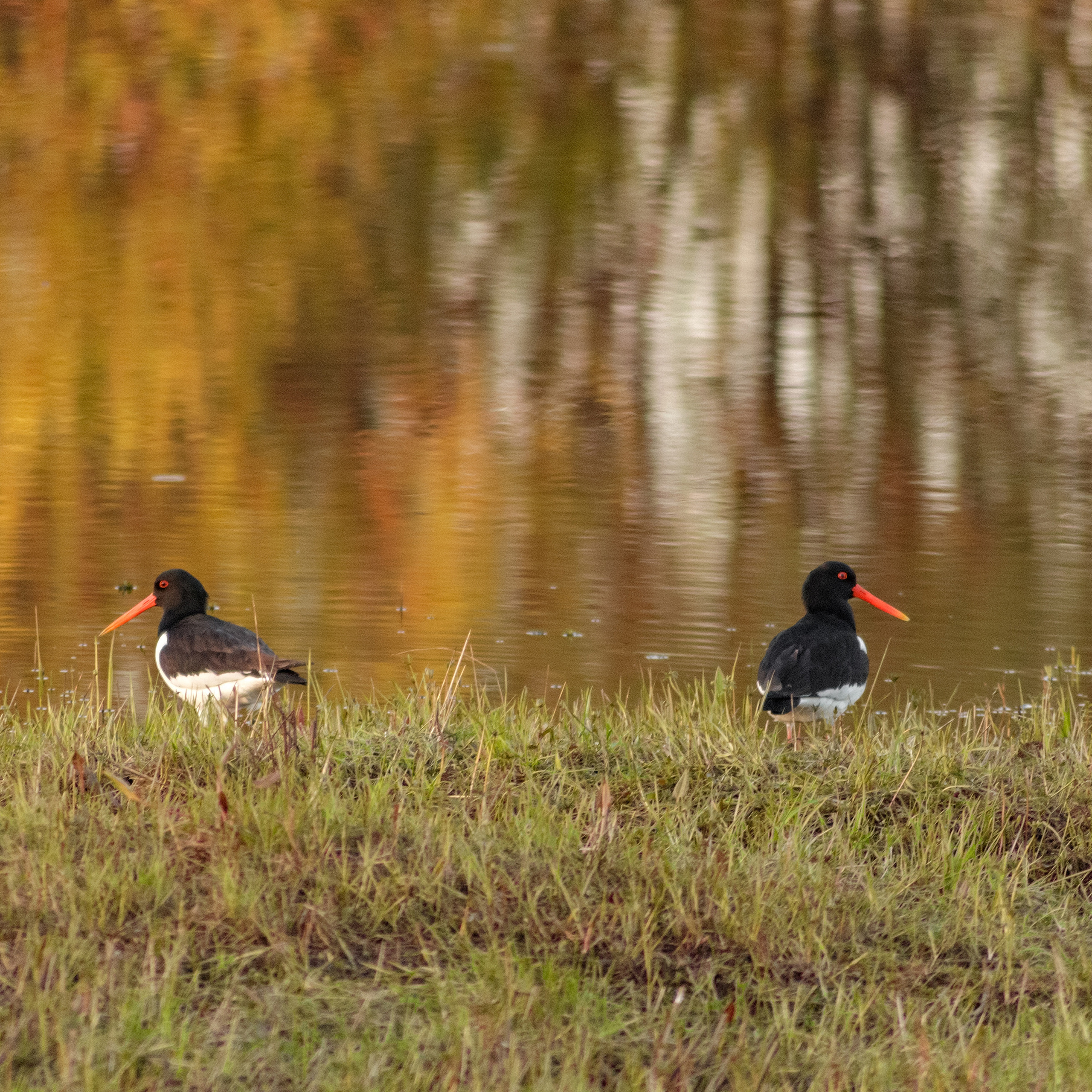 Кулик-сорока.