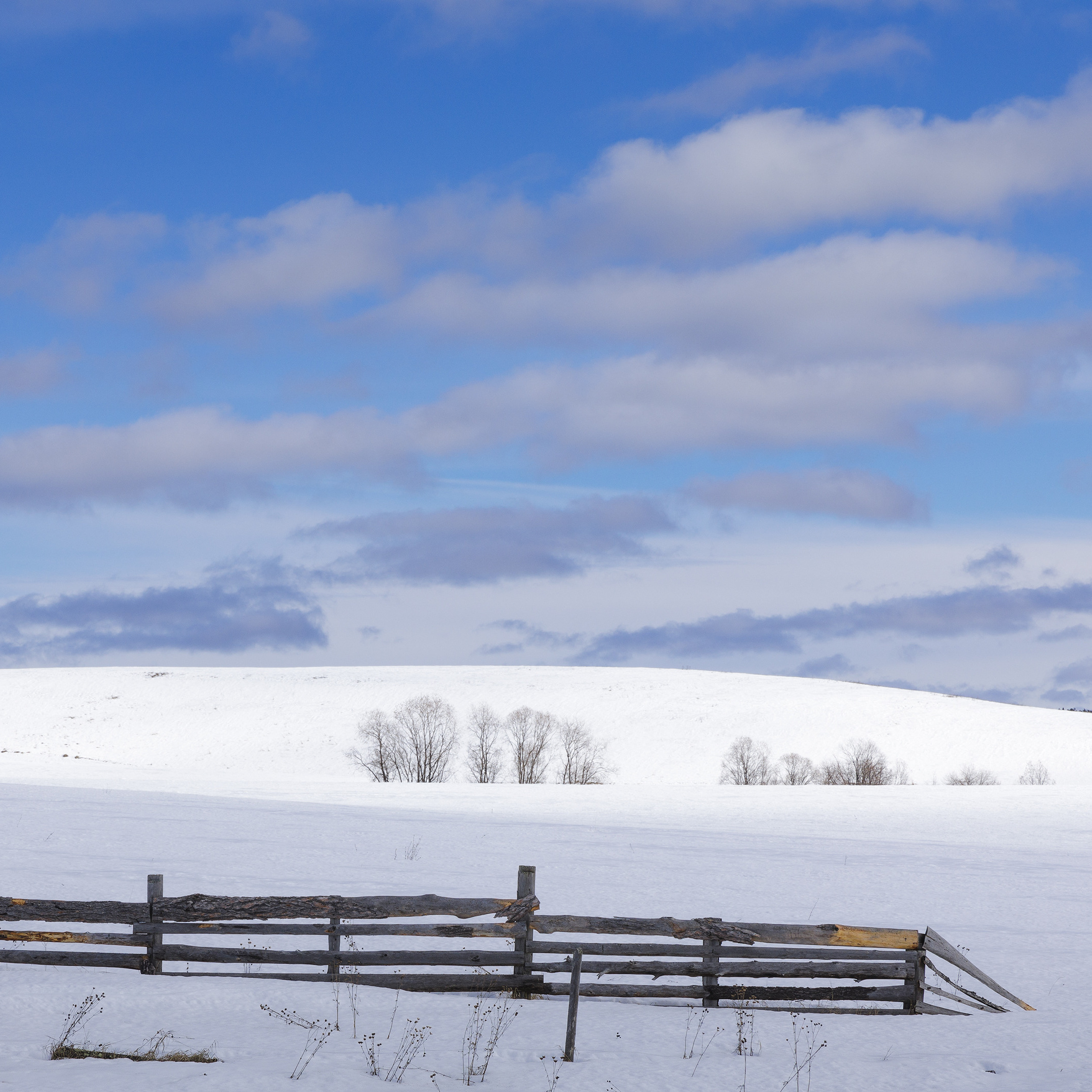Ранняя весна на севере. Луга под снегом. Деревенский пейзаж. Деревья, освещенные солнцем.
