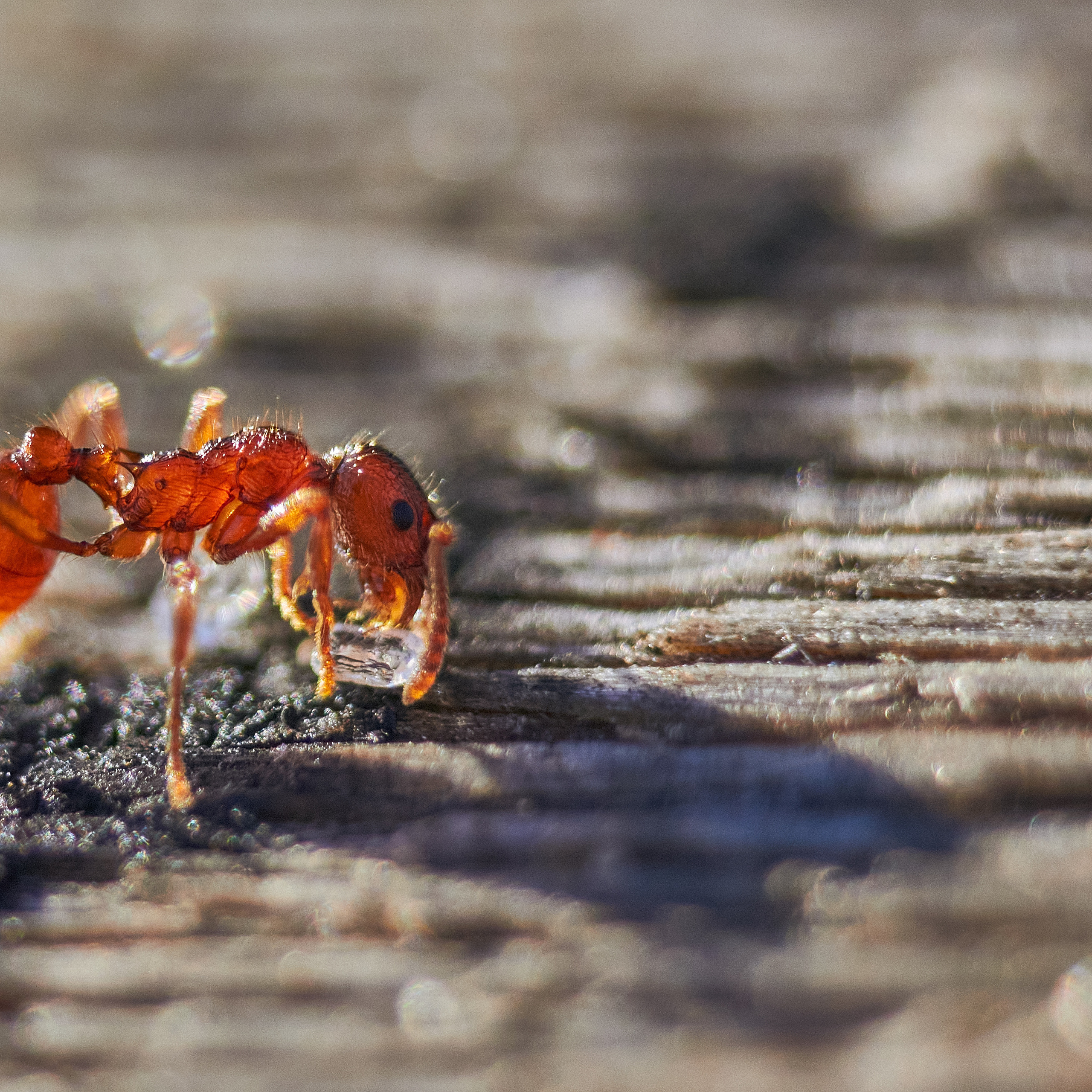 Красный муравей.