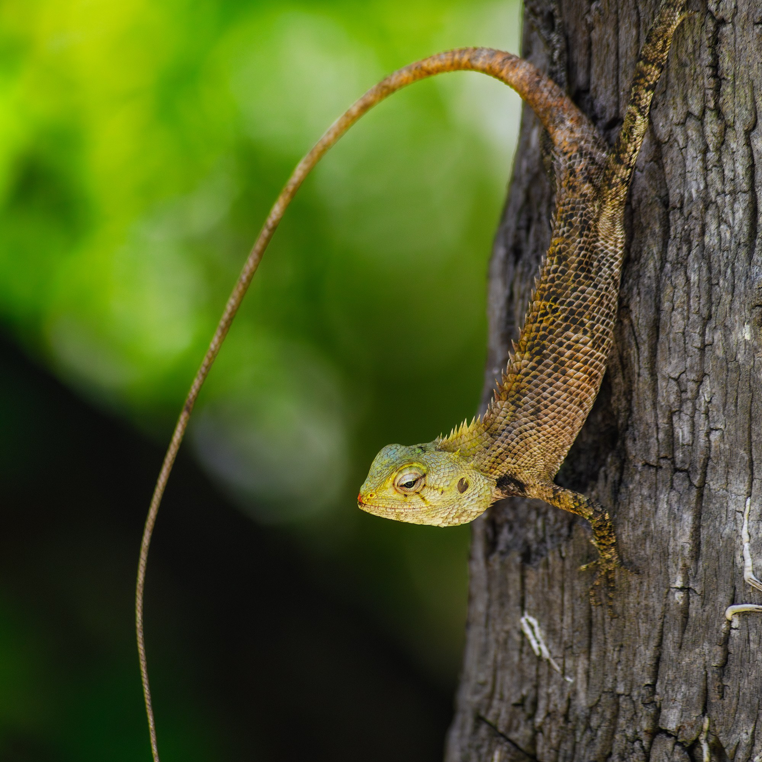 Маленькая игуана на Мальдивах.