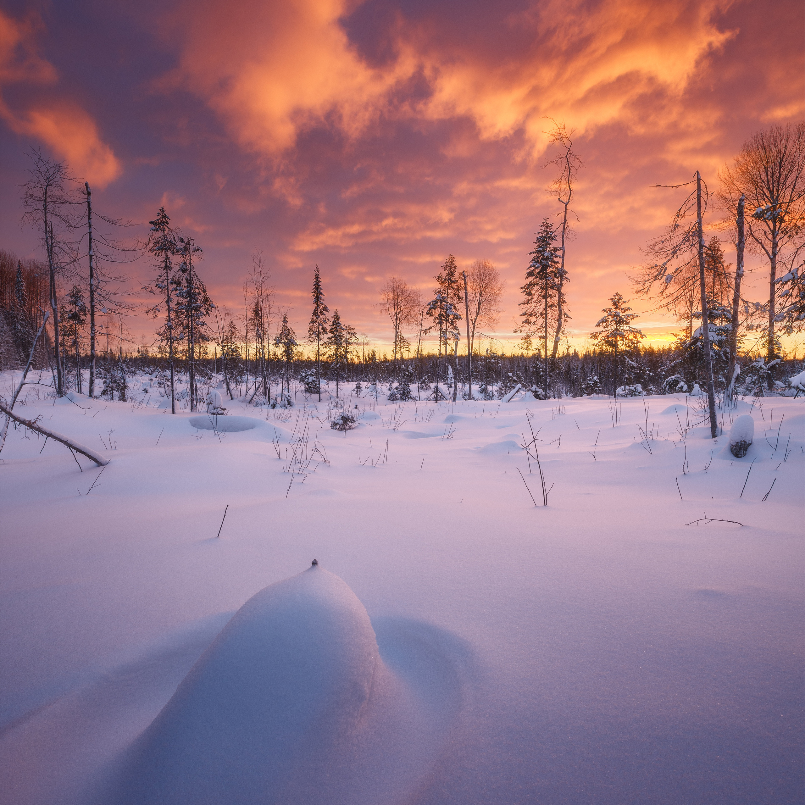 Bright sunrise in winter in the forest. Sunrise in winter. Snow covered forest. Snow drifts. Sunrise sky. Scarlet sunrise in winter. Winter landscape. Landscape with snow. Bright clouds in the morning. Beautiful dawn.