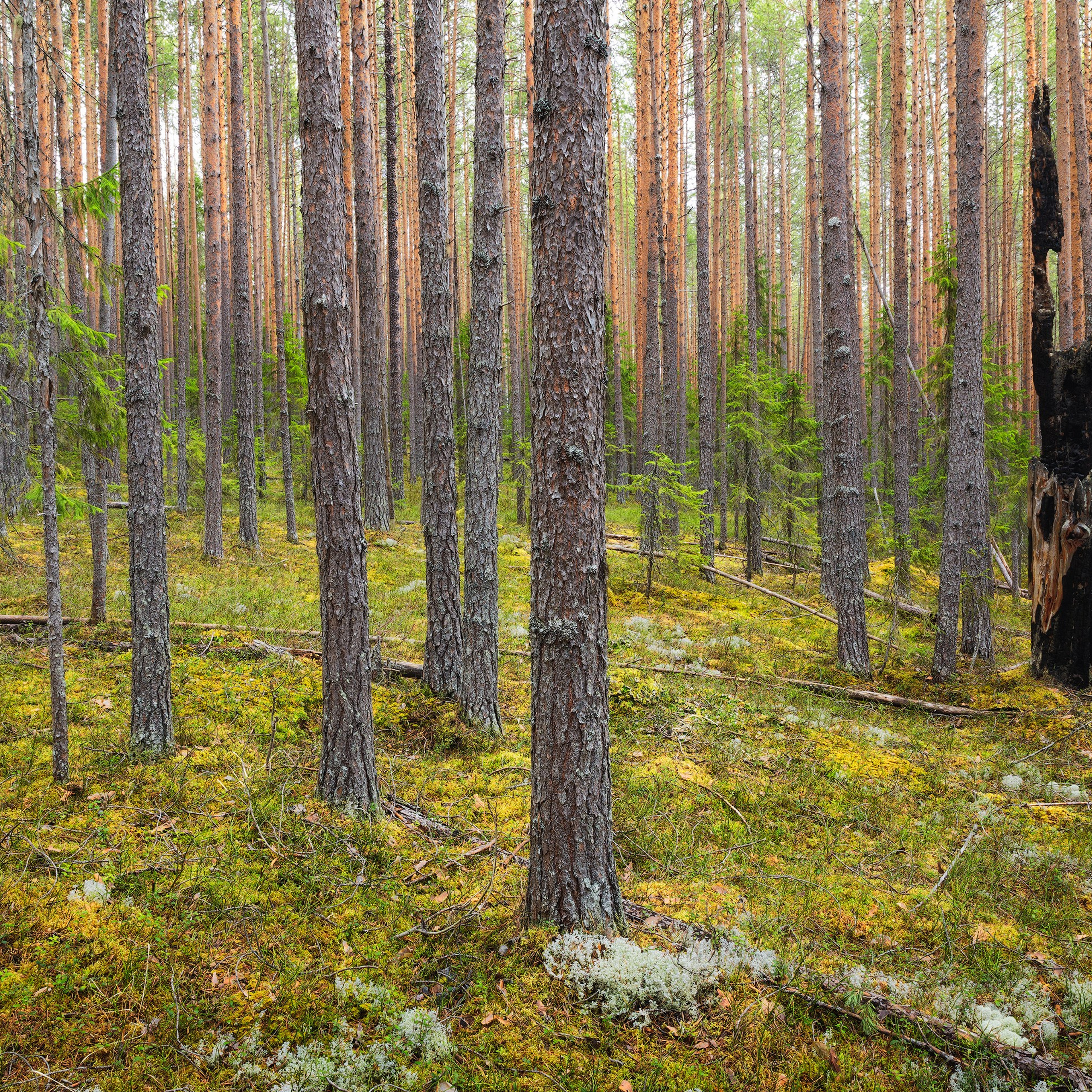 Interior photography. Gallery photography. Photography for interior. Photography for interior design. Landscape on the wall.