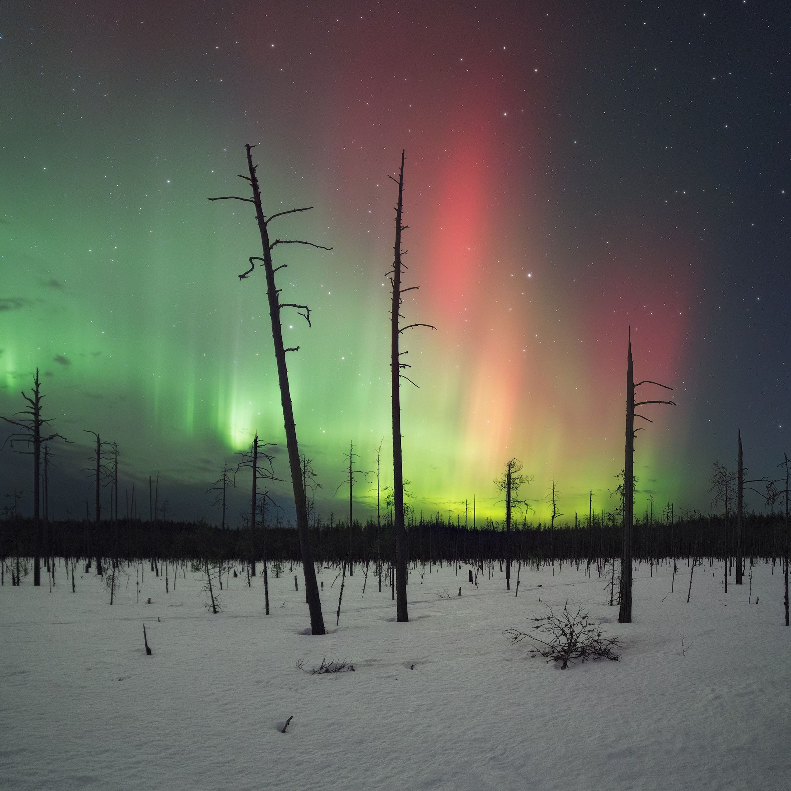 Northern Lights and a bright red flash. Northern Lights in the spring on a swamp. Northern Lights over a swamp.