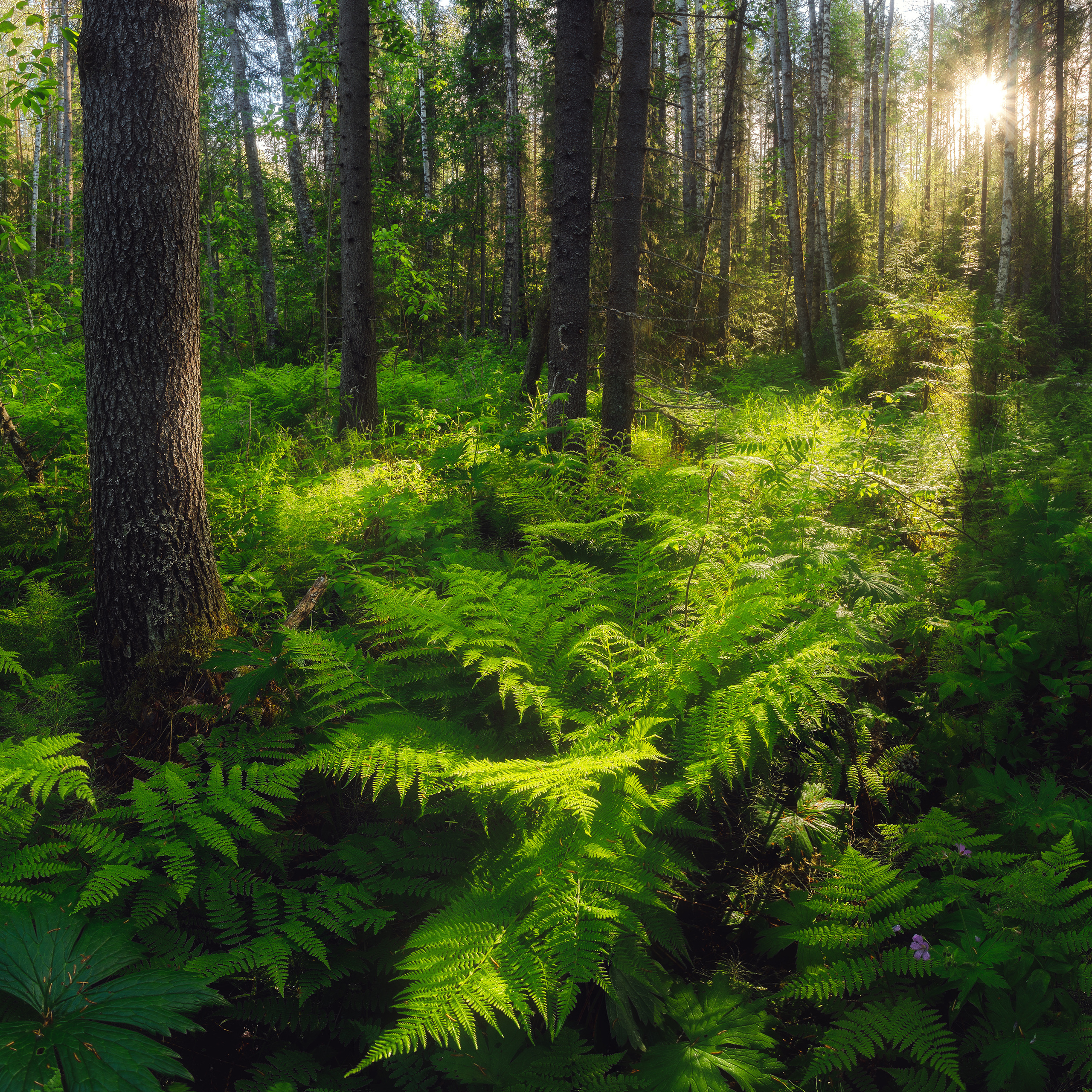 Папоротники в тайге. Солнце между деревьев. Лес, освещённый солнцем. Папоротники среди елей. Лесной пейзаж.