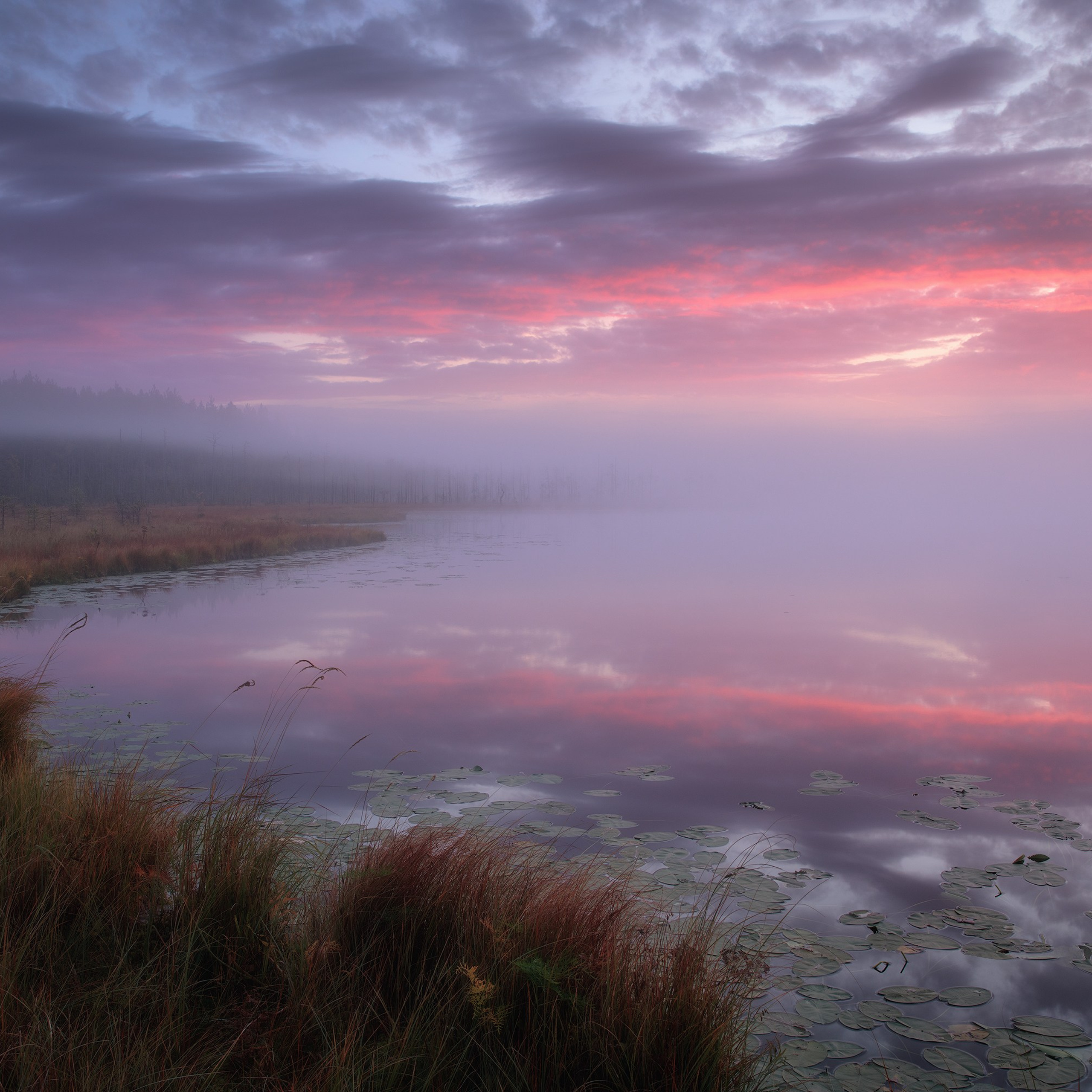 Туманный розовый рассвет на осеннем озере. Пейзажная съёмка.