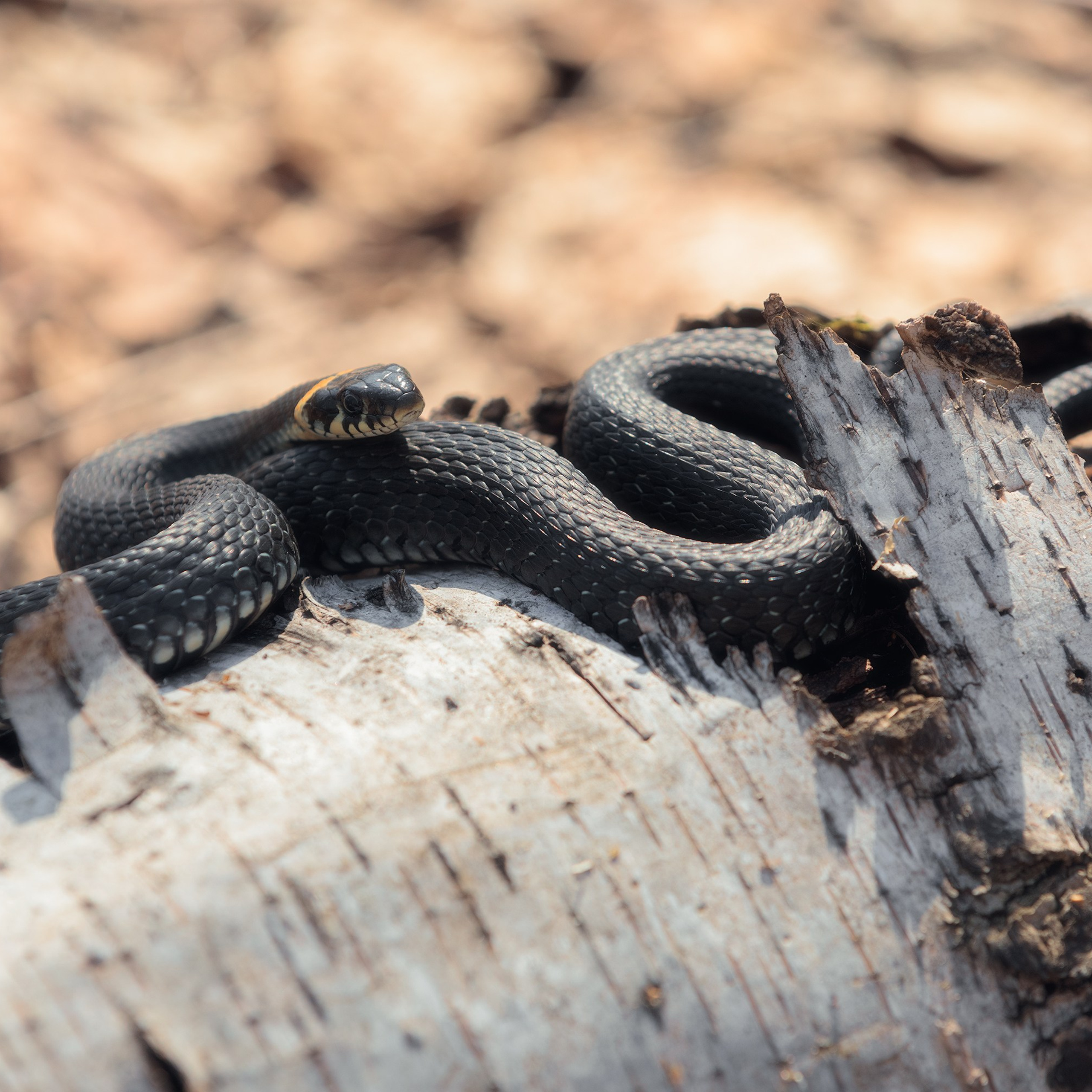 Animal photography. Professional landscape and advertising photographer Chalanov Ivan