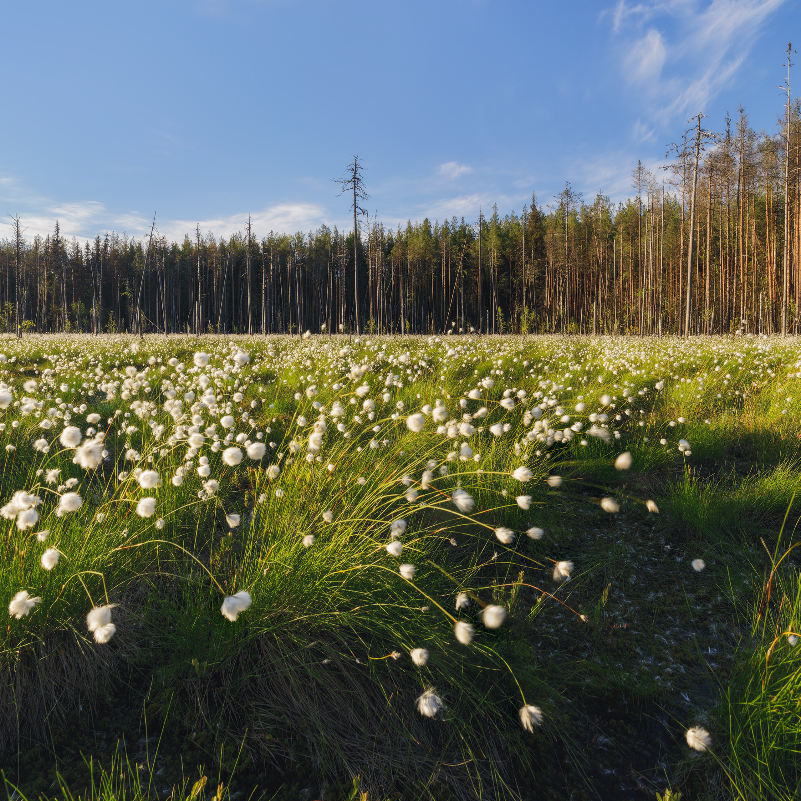 Цветущая пушица на болоте. Пушица на северных болотах. Пушица в Республике Коми. Закат на болоте с пушицей.