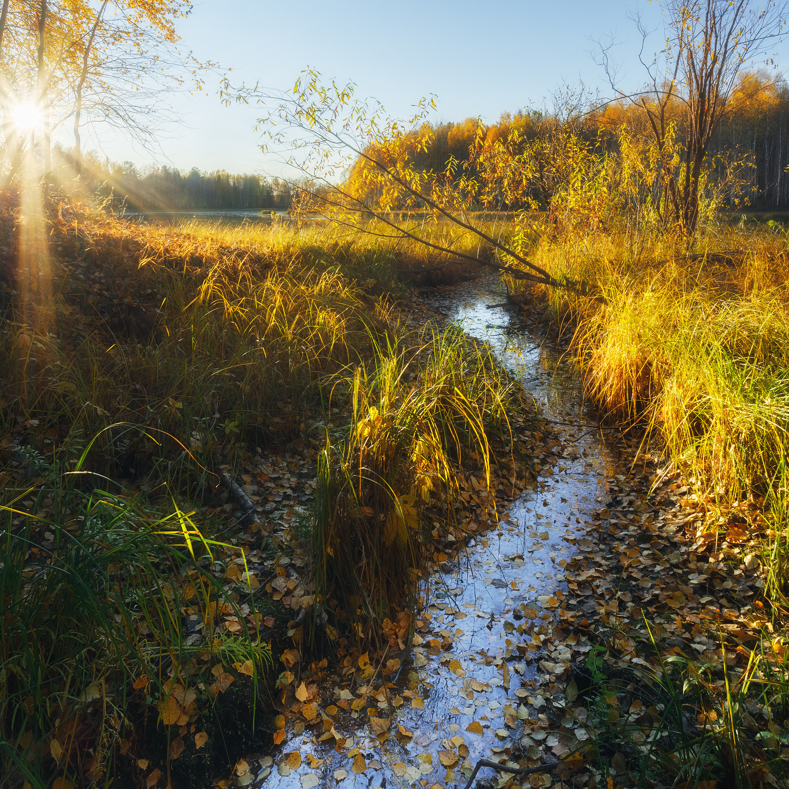 Ручей, усыпанный осенними желтыми листьями. Яркое солнце и бабье лето. Золотые листья на деревьях.