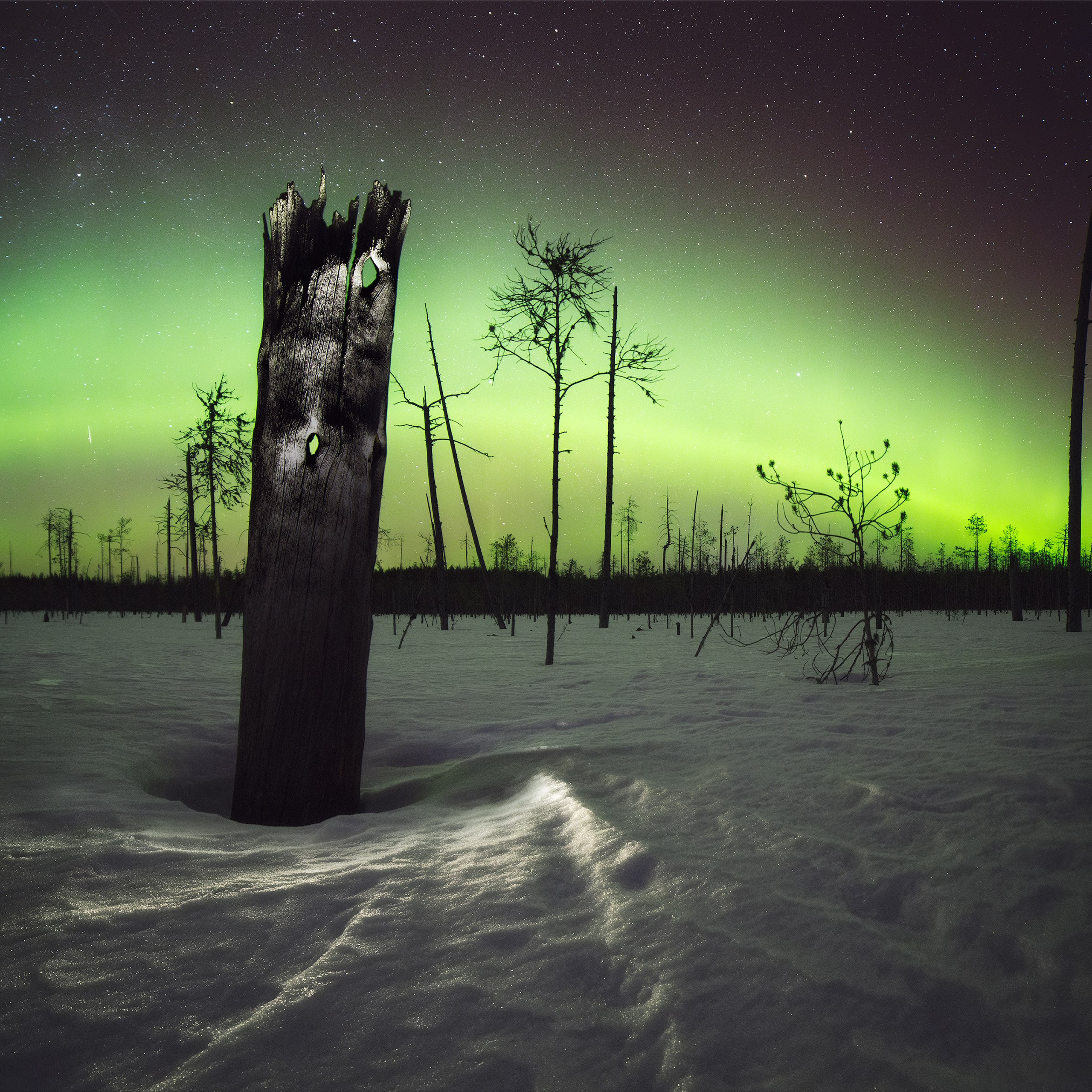 Northern Lights in the spring on a swamp. Aurora Borealis over a snowy swamp.