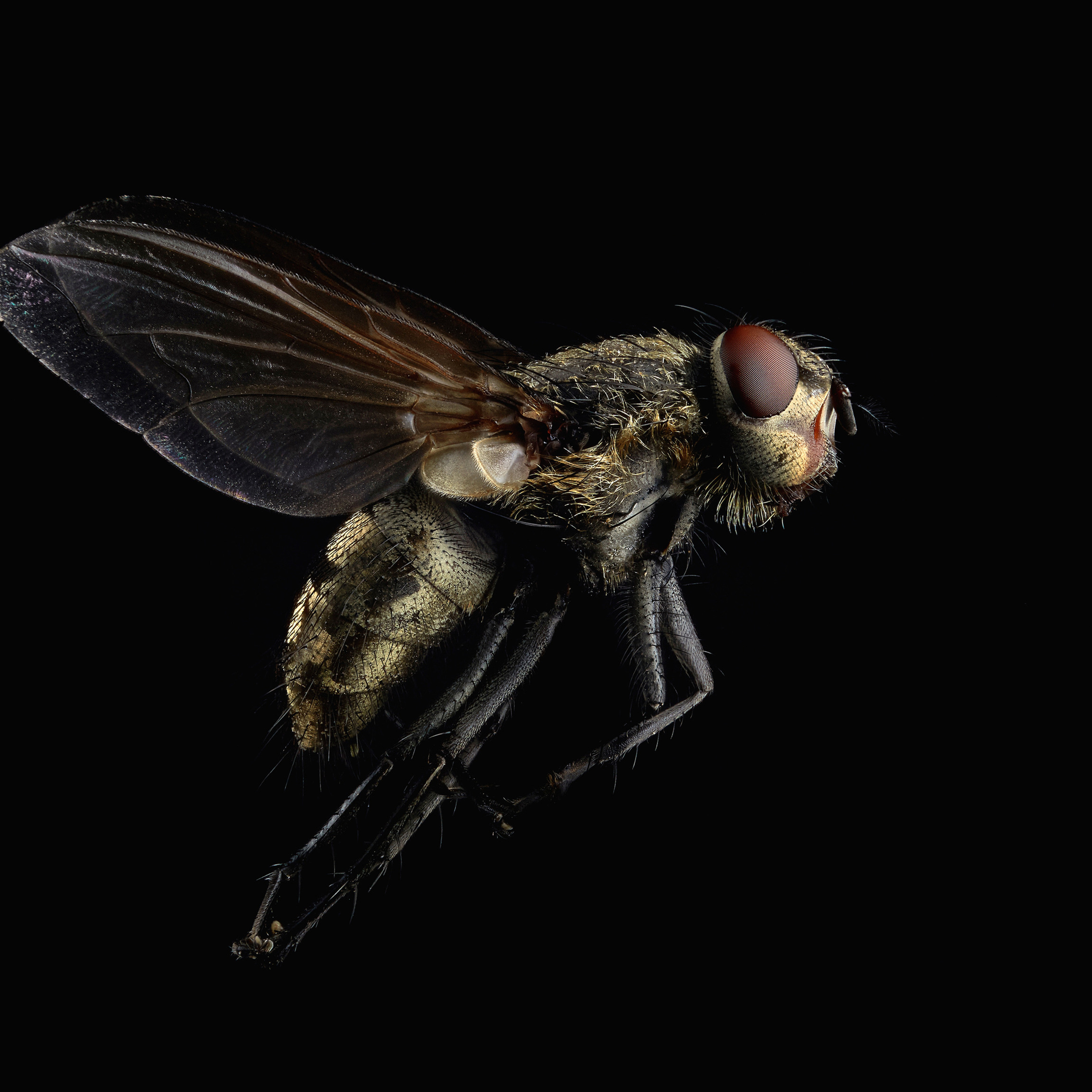 Макрофотография мухи.