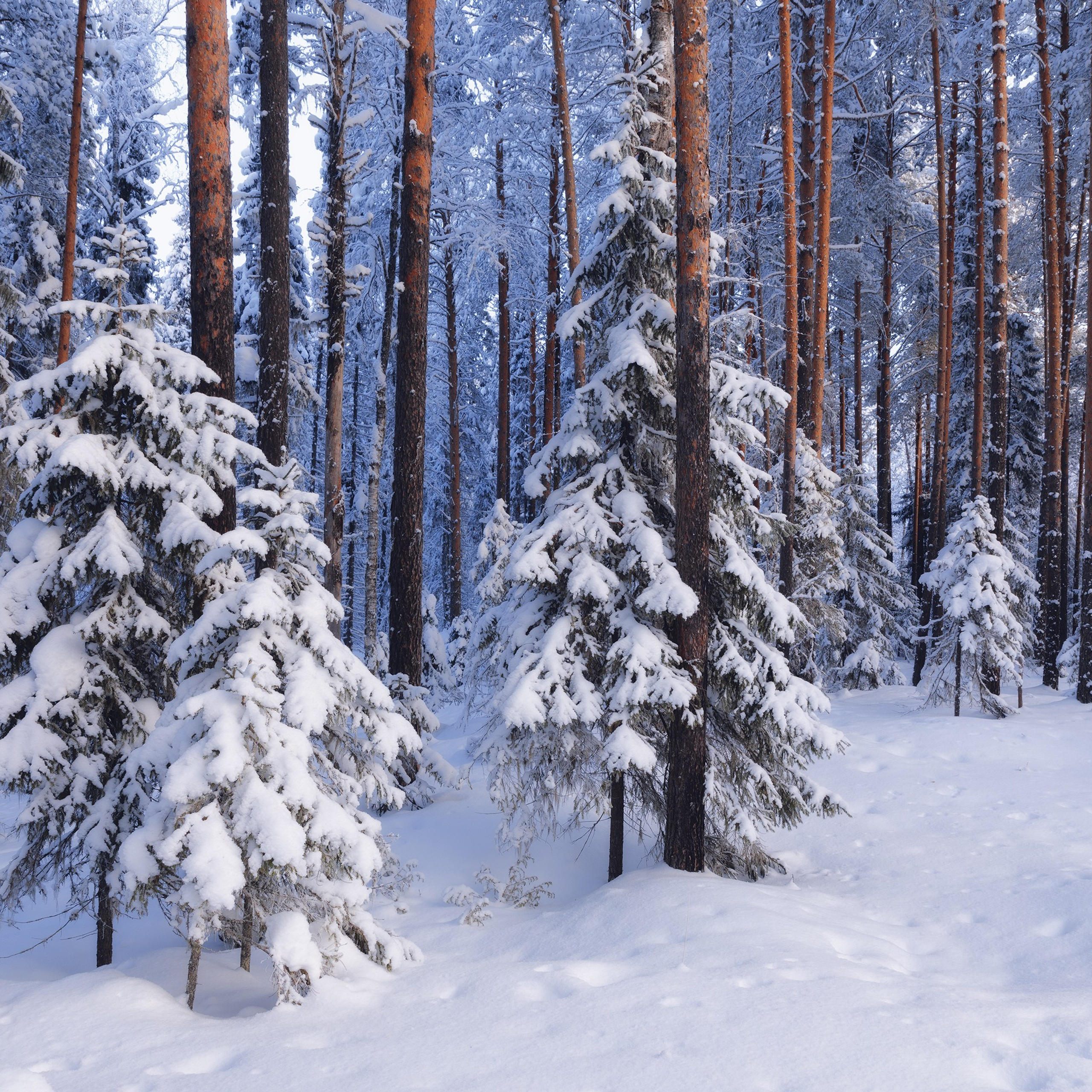 Blue forest. Frosty morning in the Komi Republic. Sunrise in winter. Snow covered forest. Snow-covered firs. Snow drifts. Winter landscape. Landscape with snow.