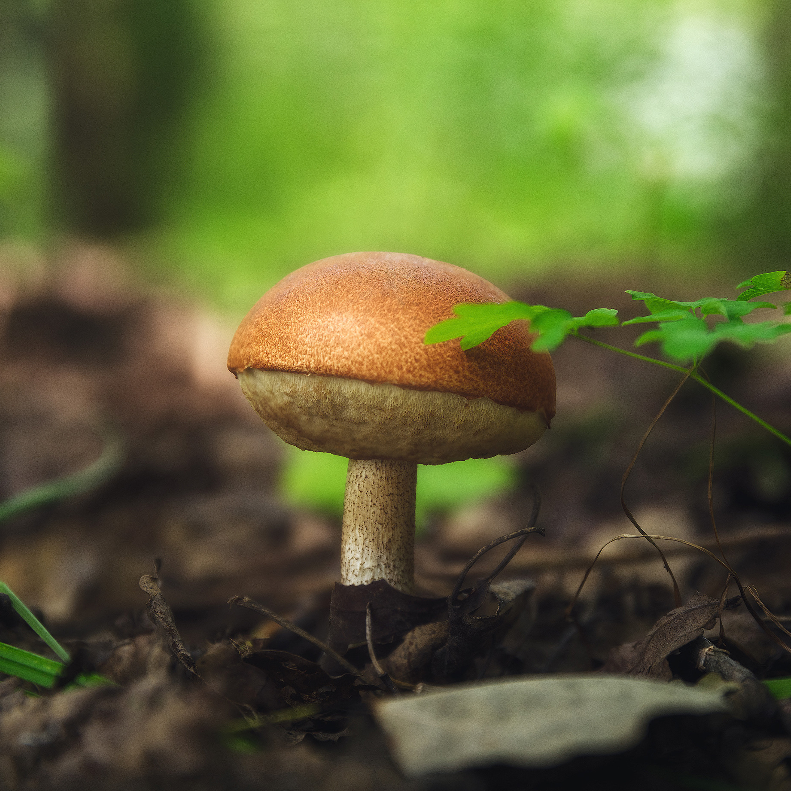 Круглый гриб на фоне леса.