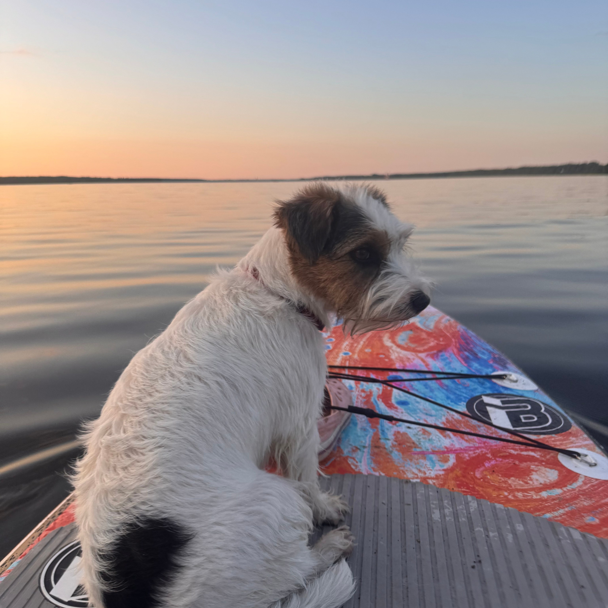 Отзывы. Lovely-Orange питомник джек рассел терьеров