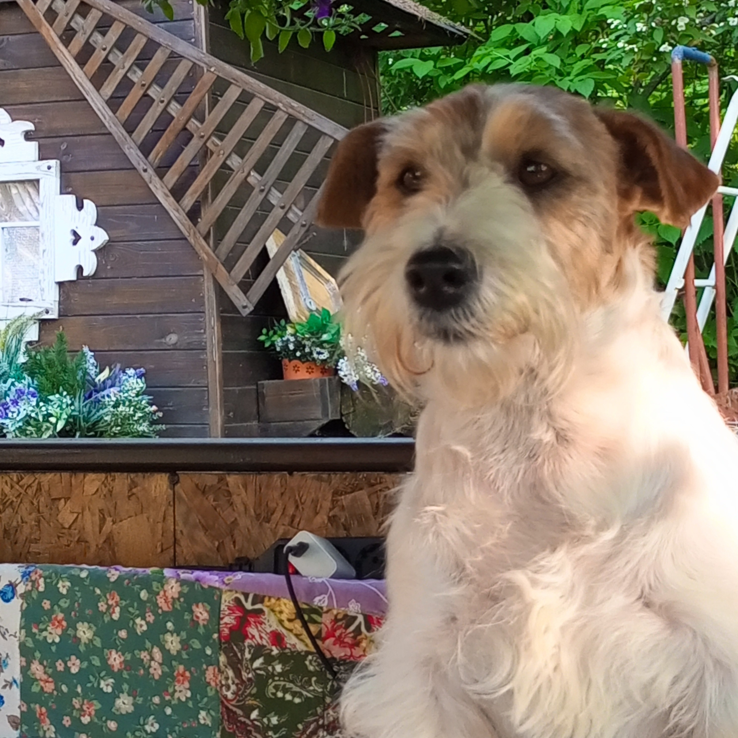 Отзывы. Lovely-Orange питомник джек рассел терьеров