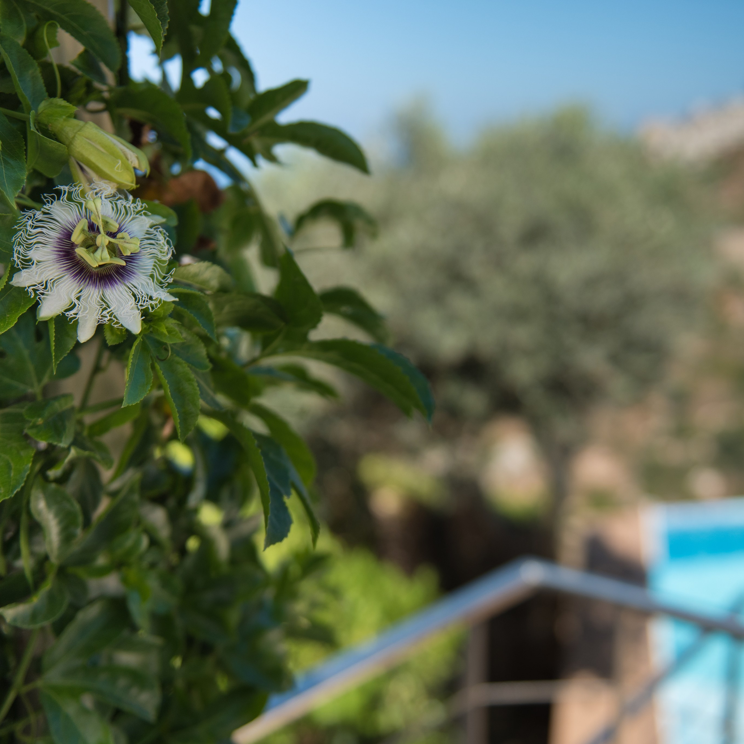 Фотосъемки для бизнеса. Семейный фотограф Израиль. Фотокниги и школьные альбомы