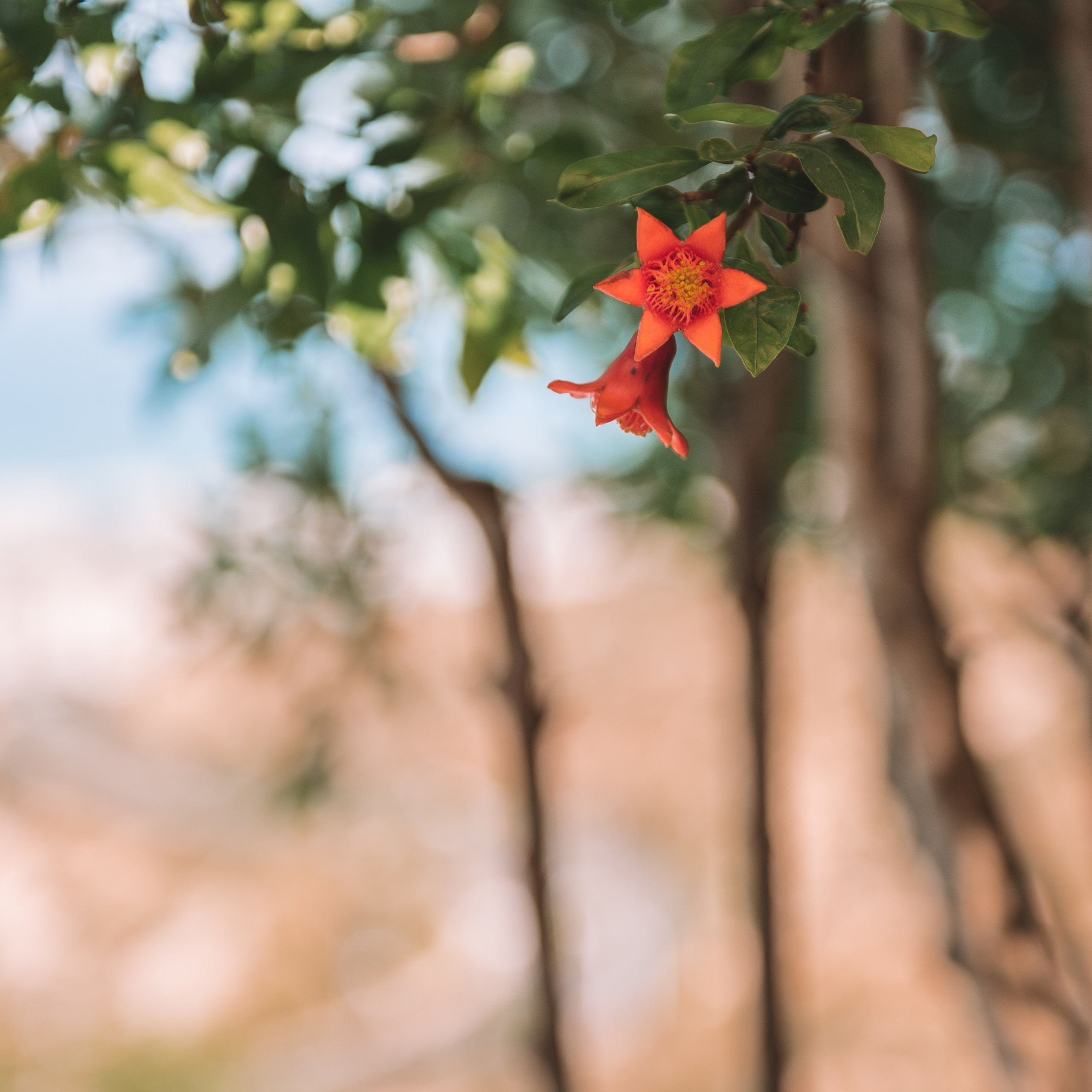 Фотосъемки для бизнеса. Семейный фотограф Израиль. Фотокниги и школьные альбомы