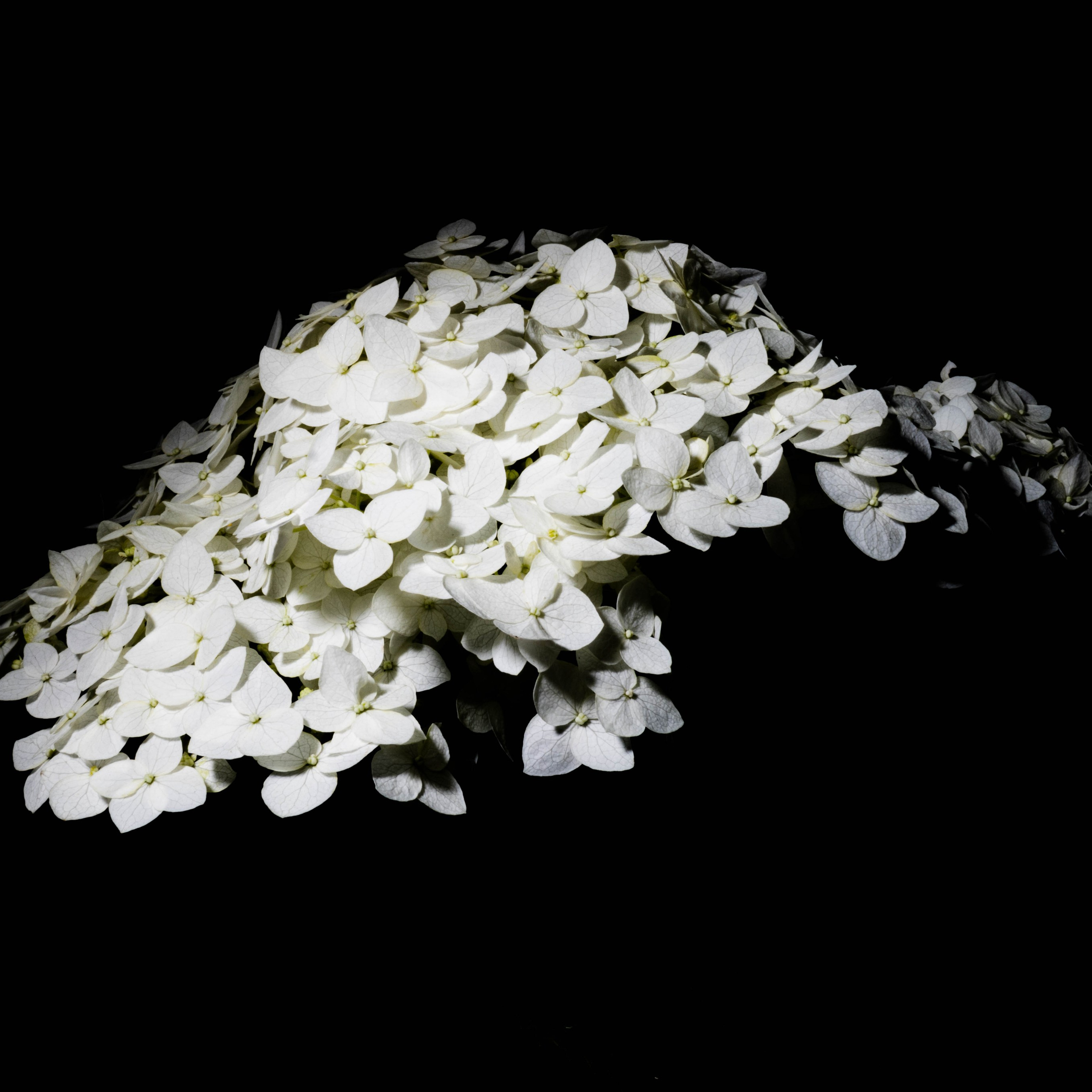Серия «Цветение в темноте». Jean De Vivre Gallery