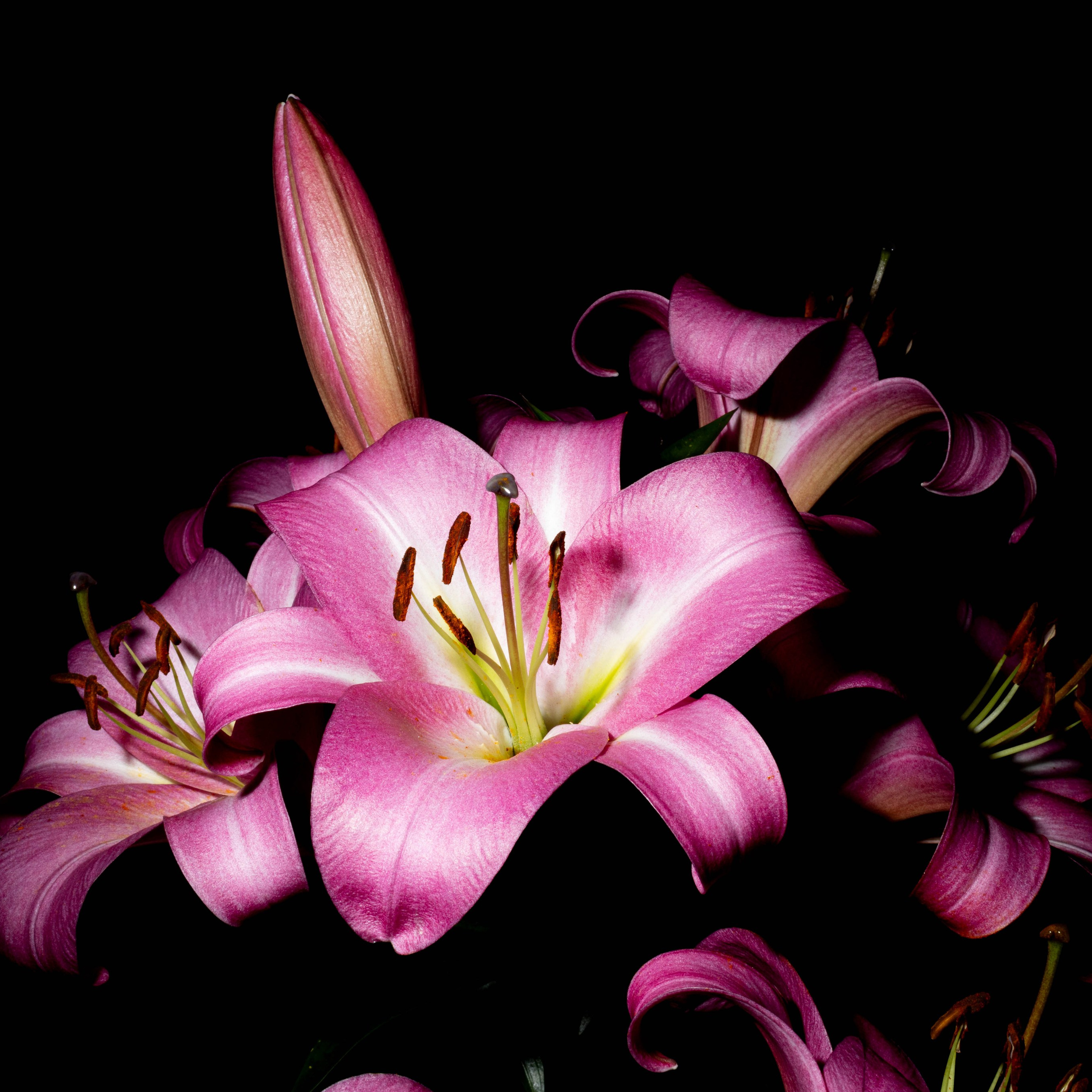 Серия «Ночной сад». Jean De Vivre Gallery