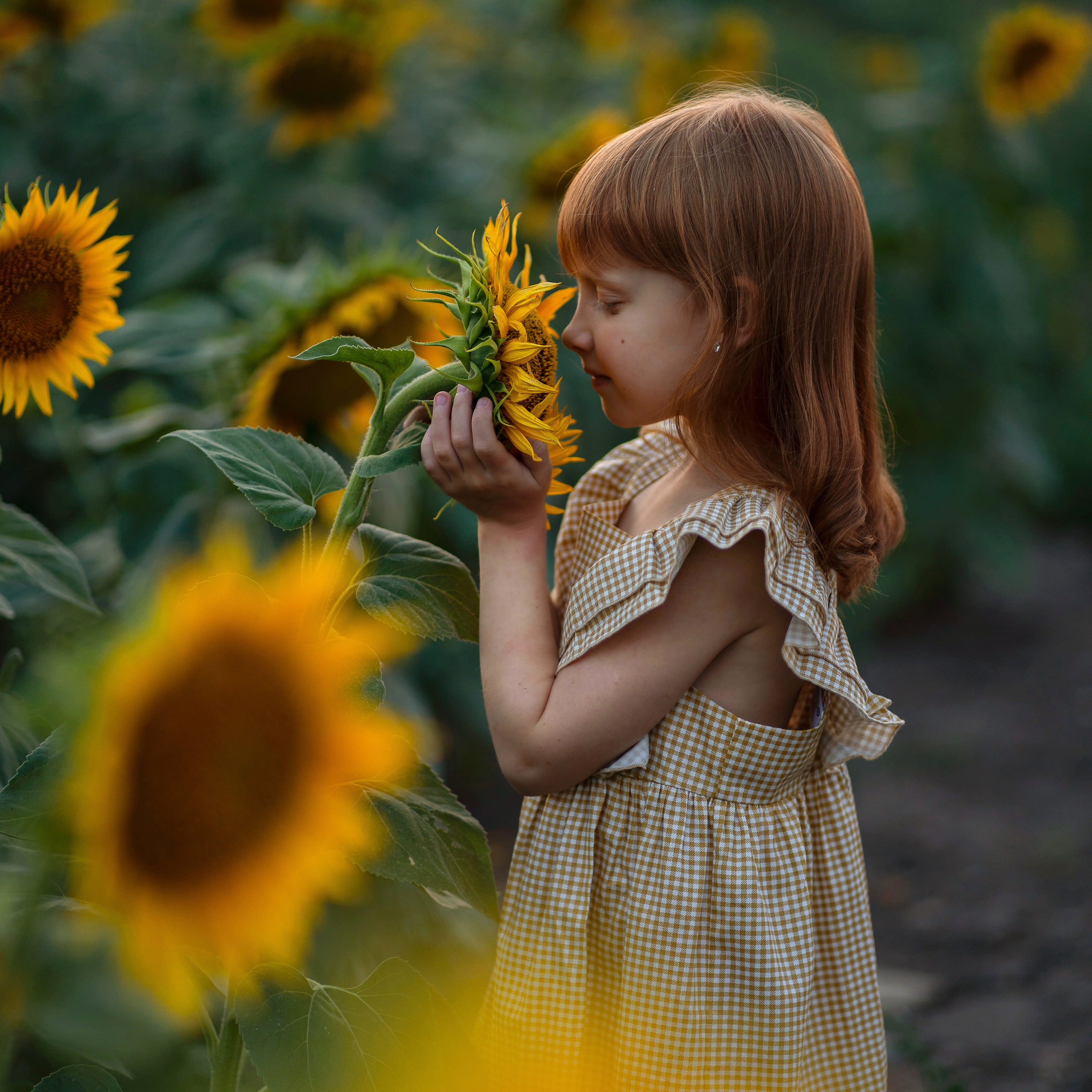 Подсолнухи