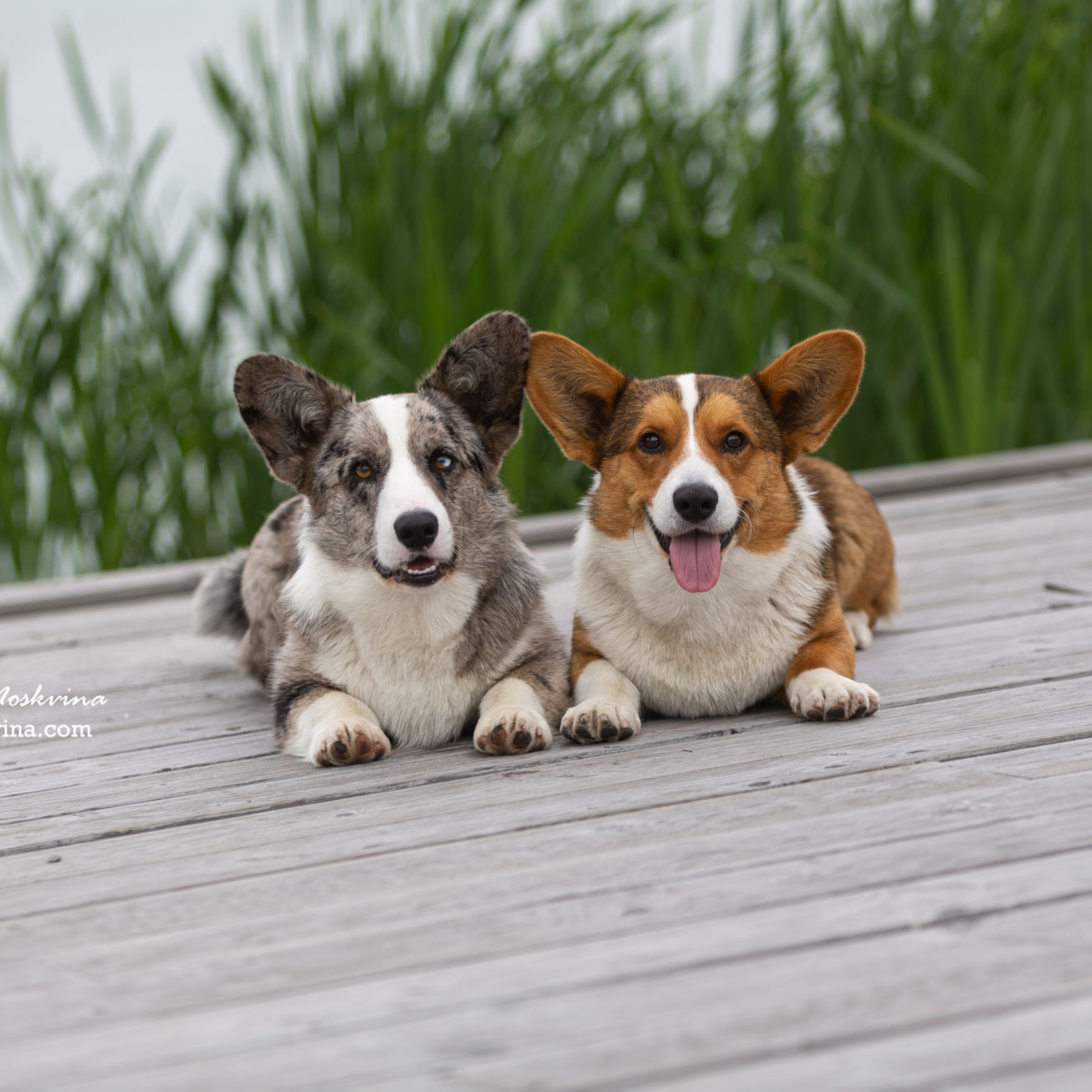 Фотосессия кардиганов Виски и Колы | Белгород | май 2022