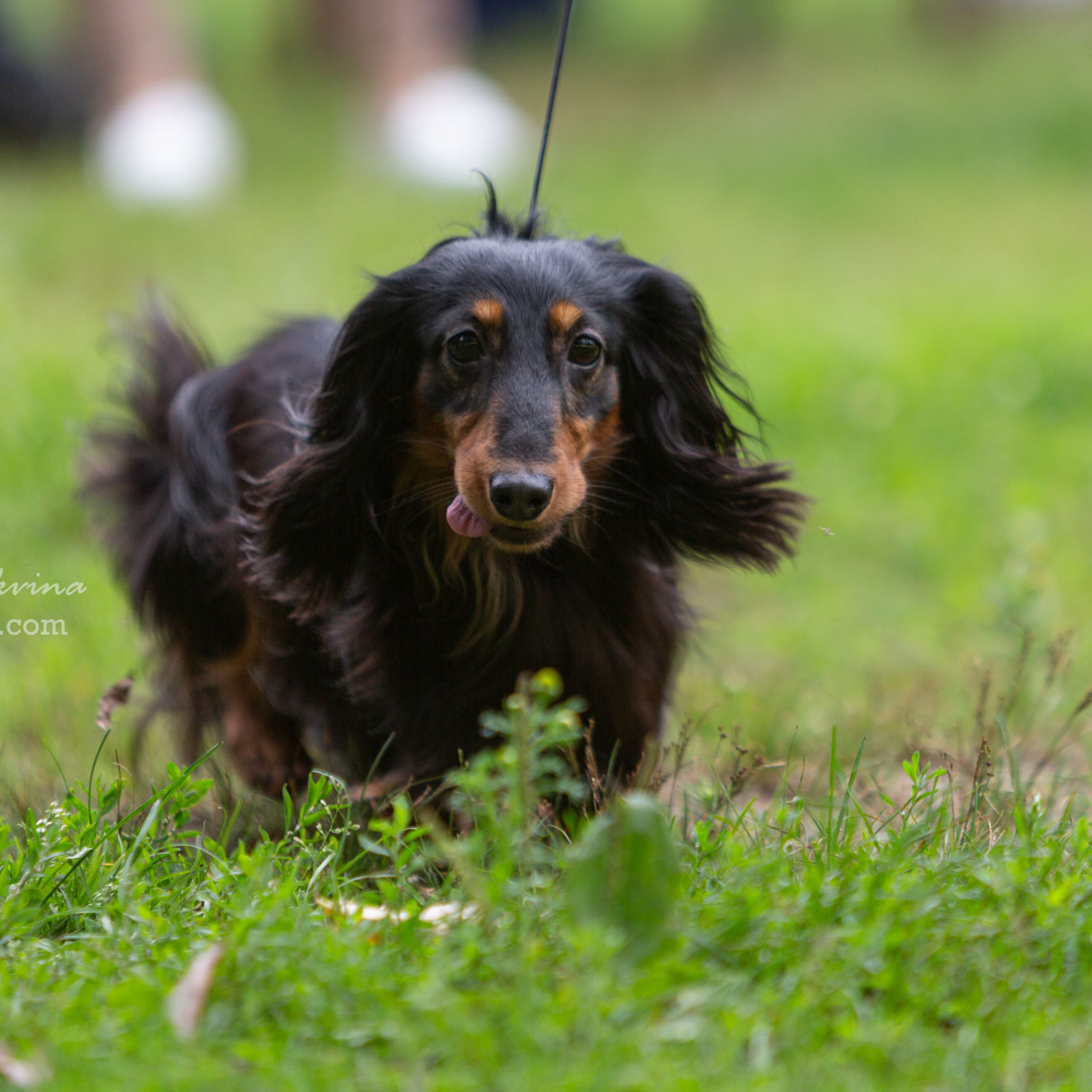 Москва, Сокольники | САС | 23.07.23