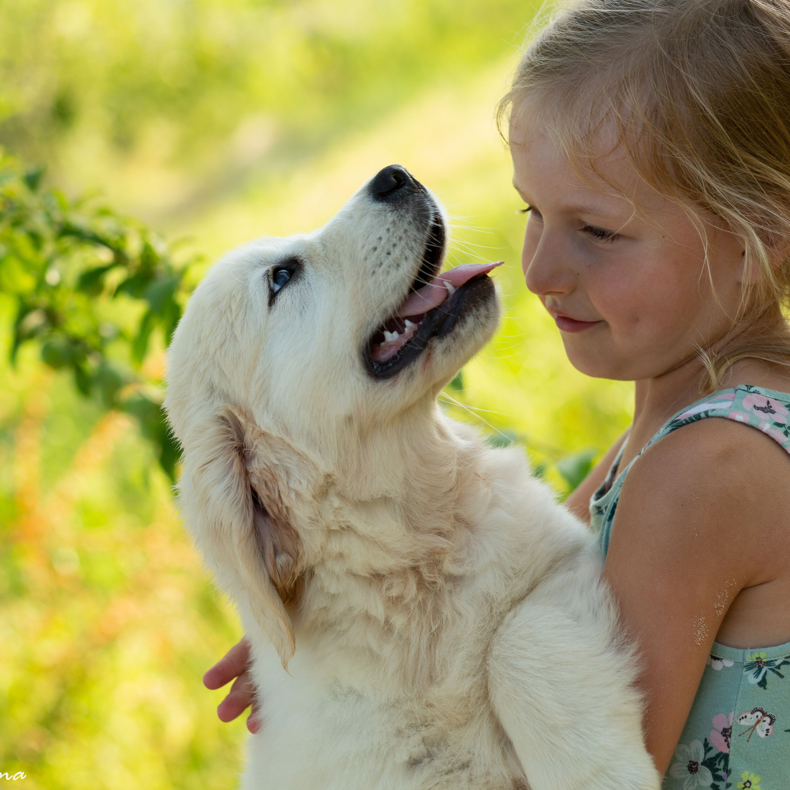 Щенки золотистого ретривера