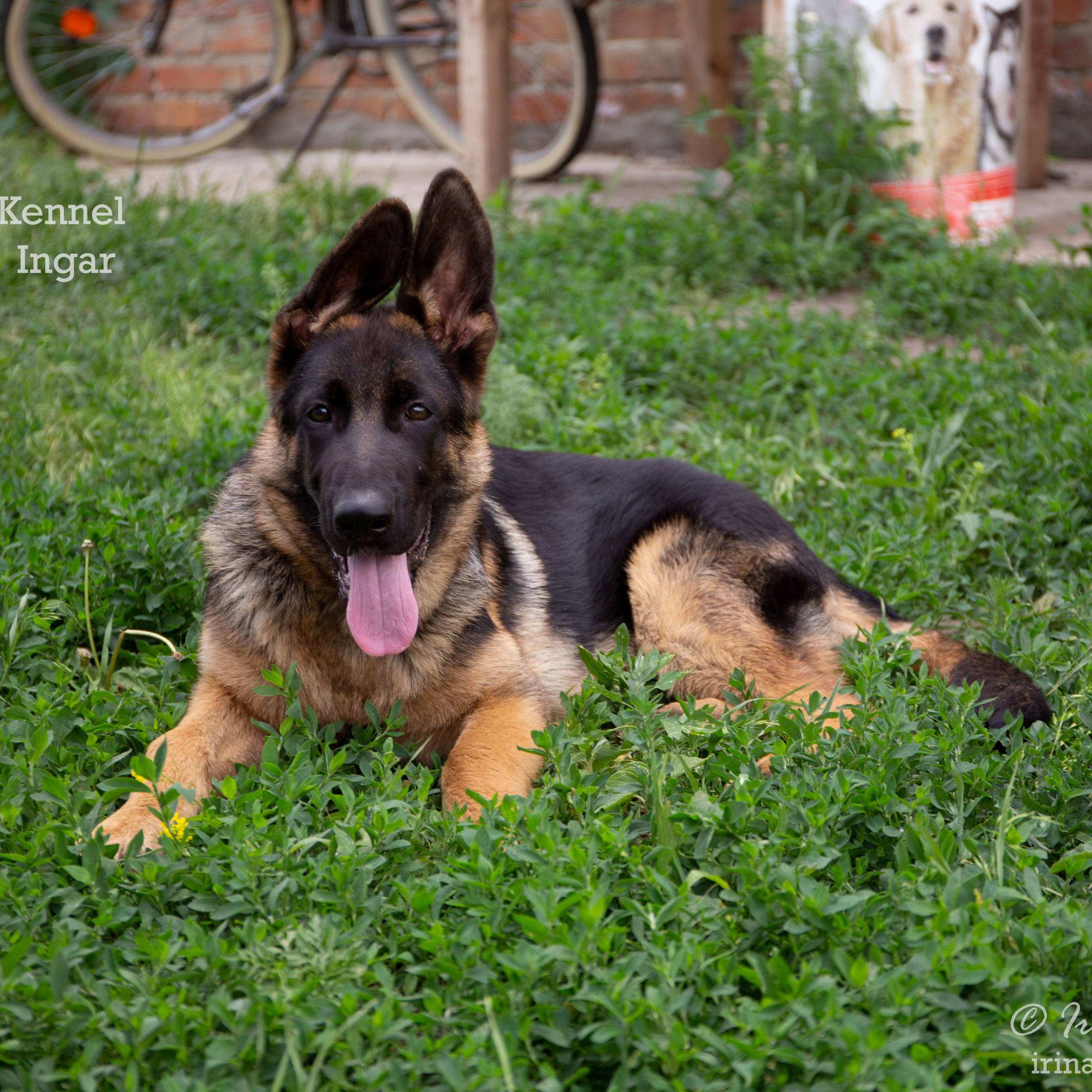 Щенки немецкой овчарки питомника «White Castle»