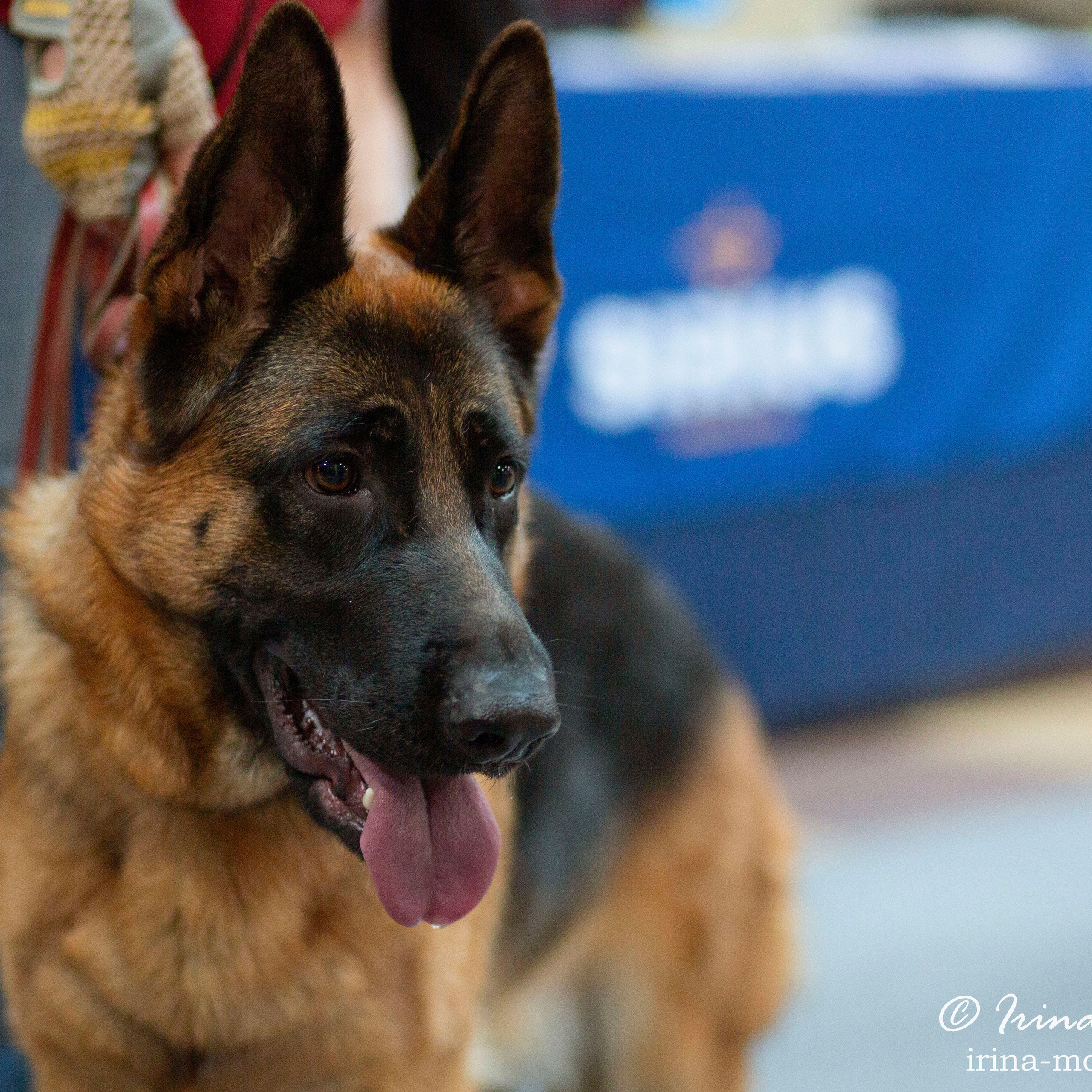 Белгород | САС | 20.03.21