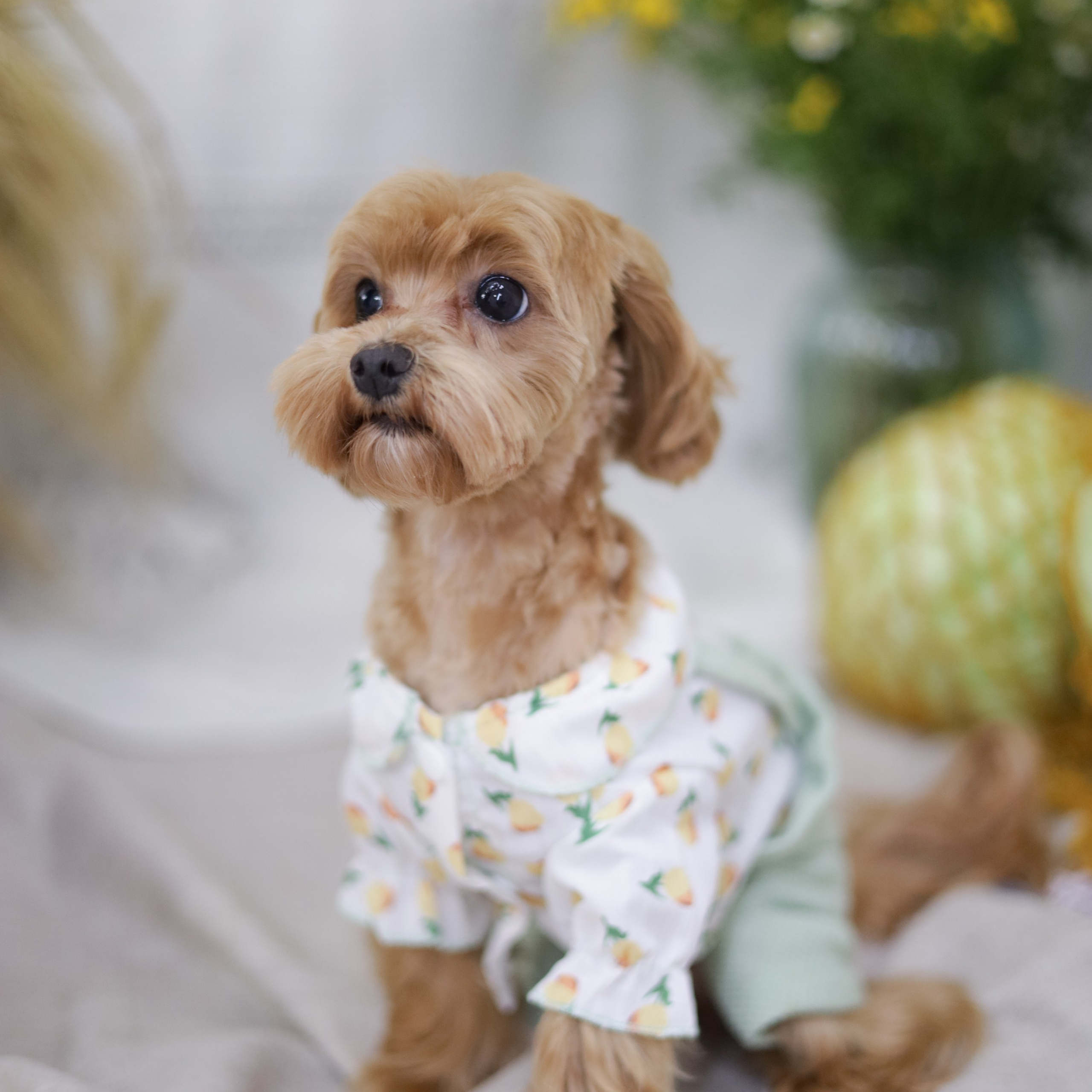 Груминг салон / Моська