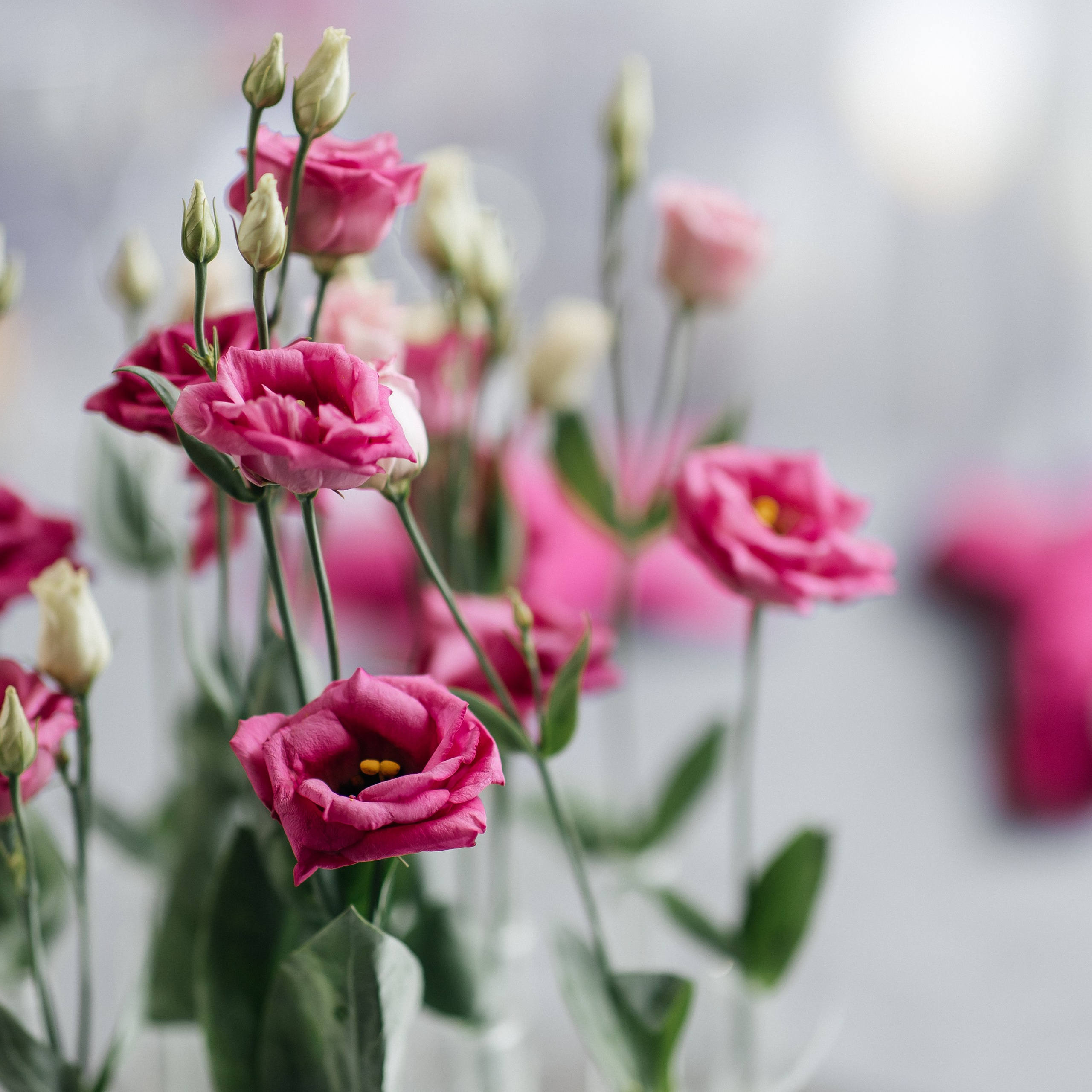 Школа Невест 2024