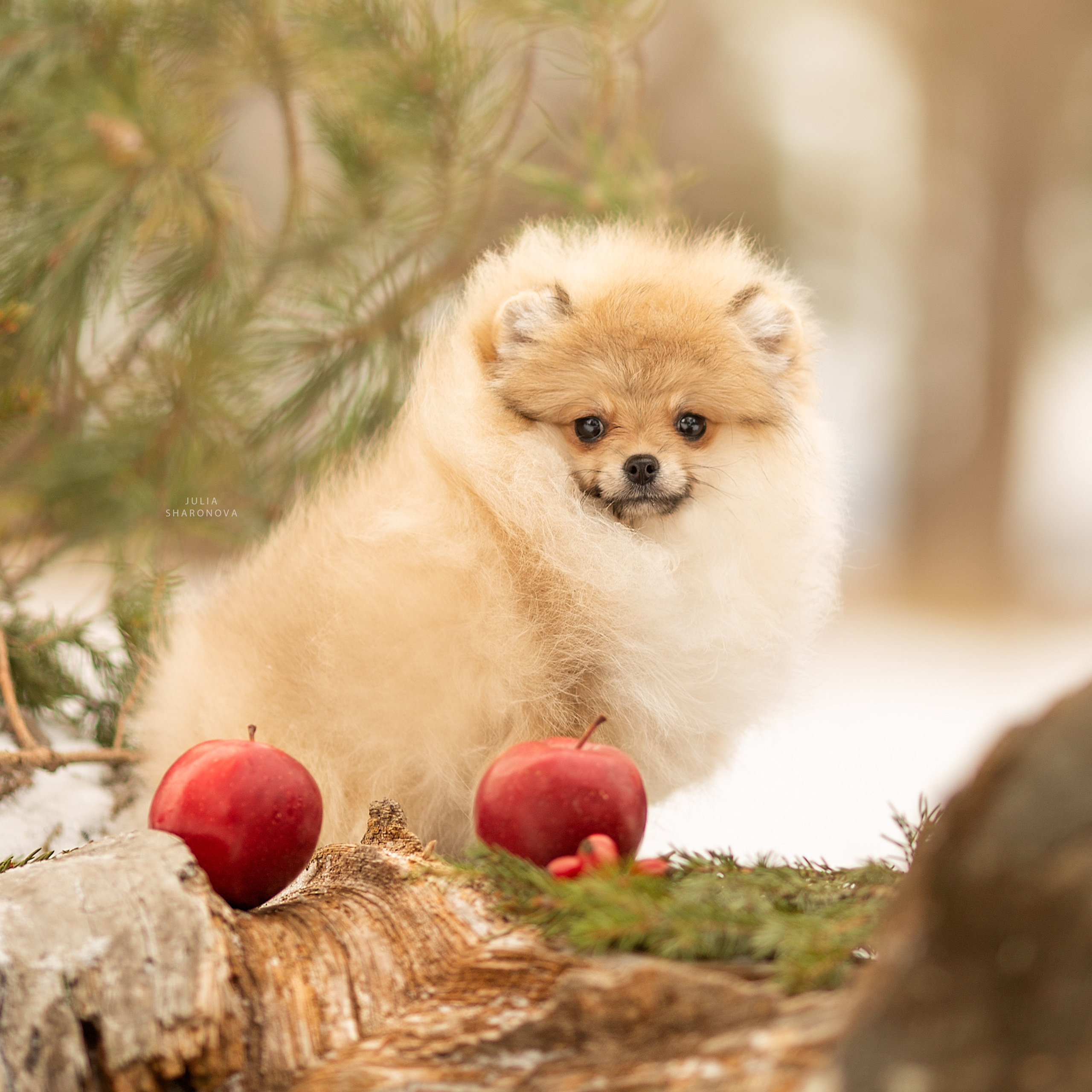 Отзывы. Юлия Шаронова — профессиональный фотограф анималист