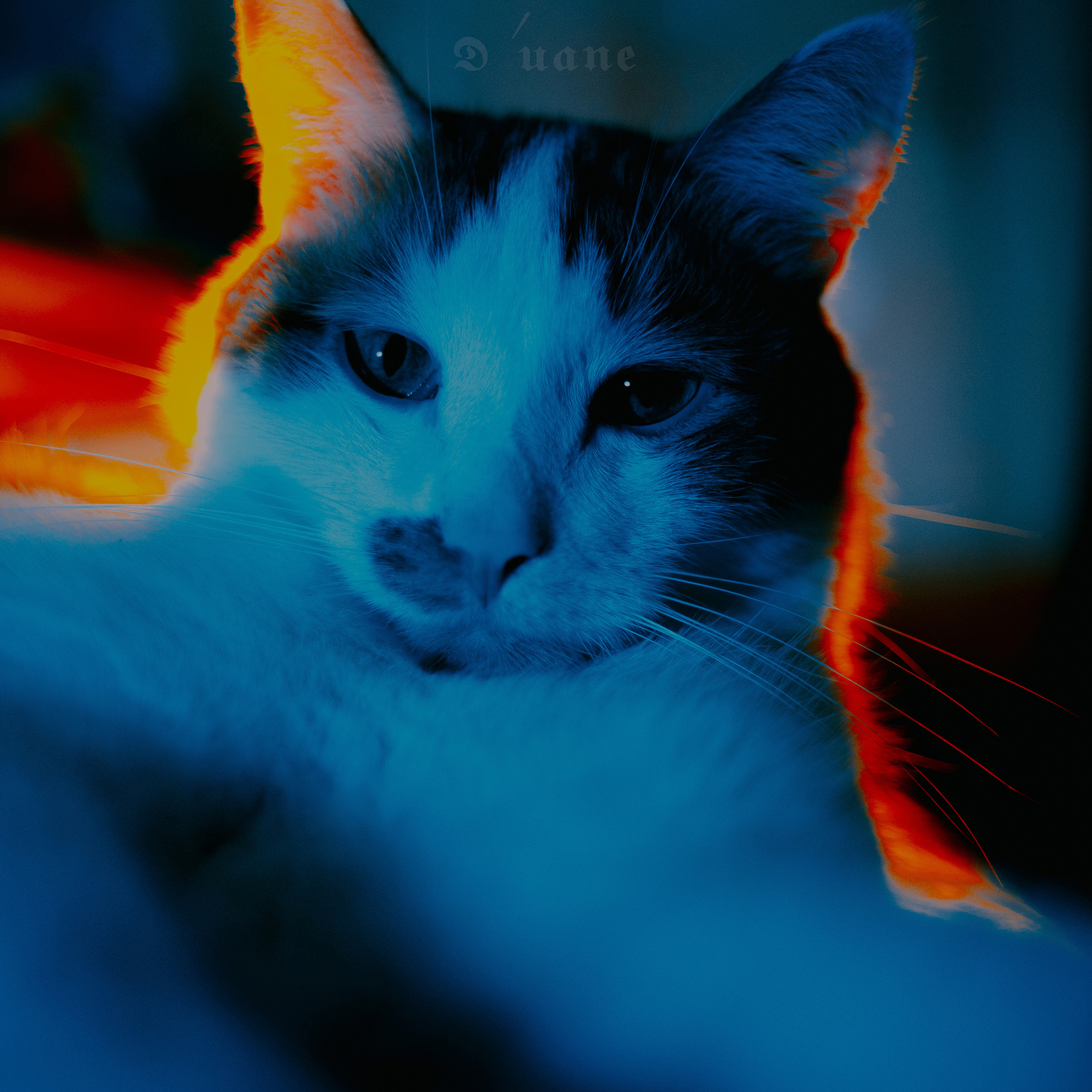 Animalistics