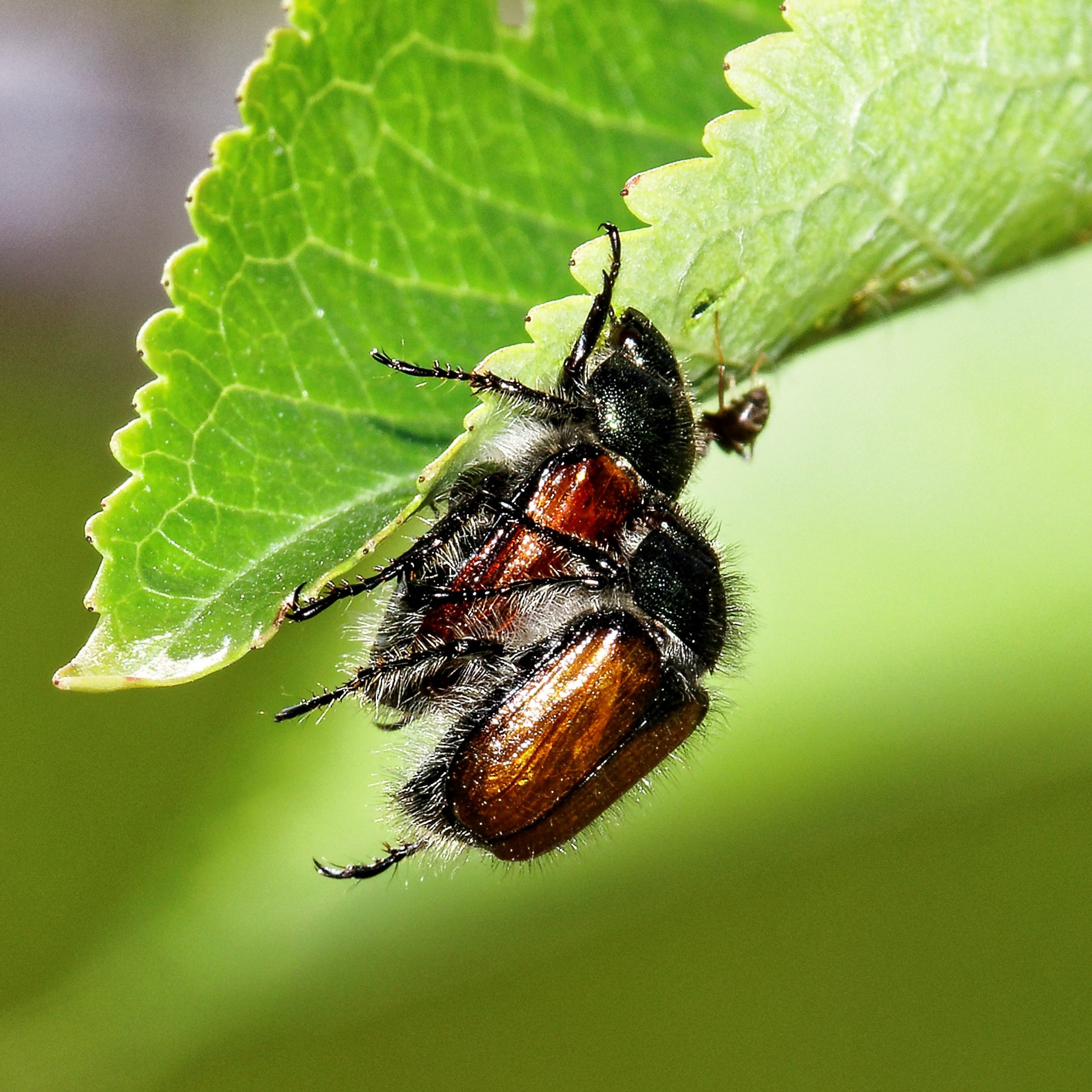 Насекомые МАКРО