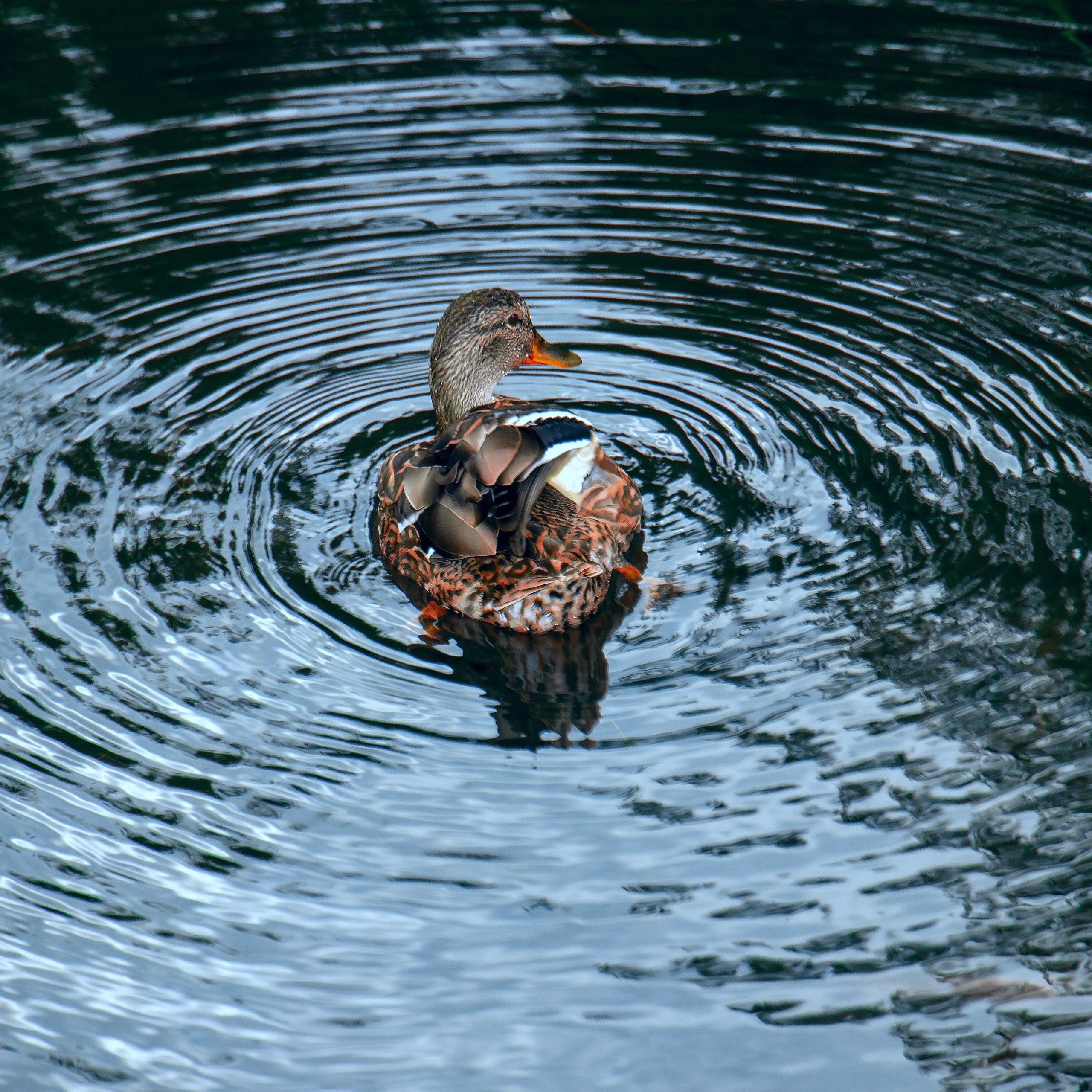 МОСКОВСКИЙ ЗООПАРК