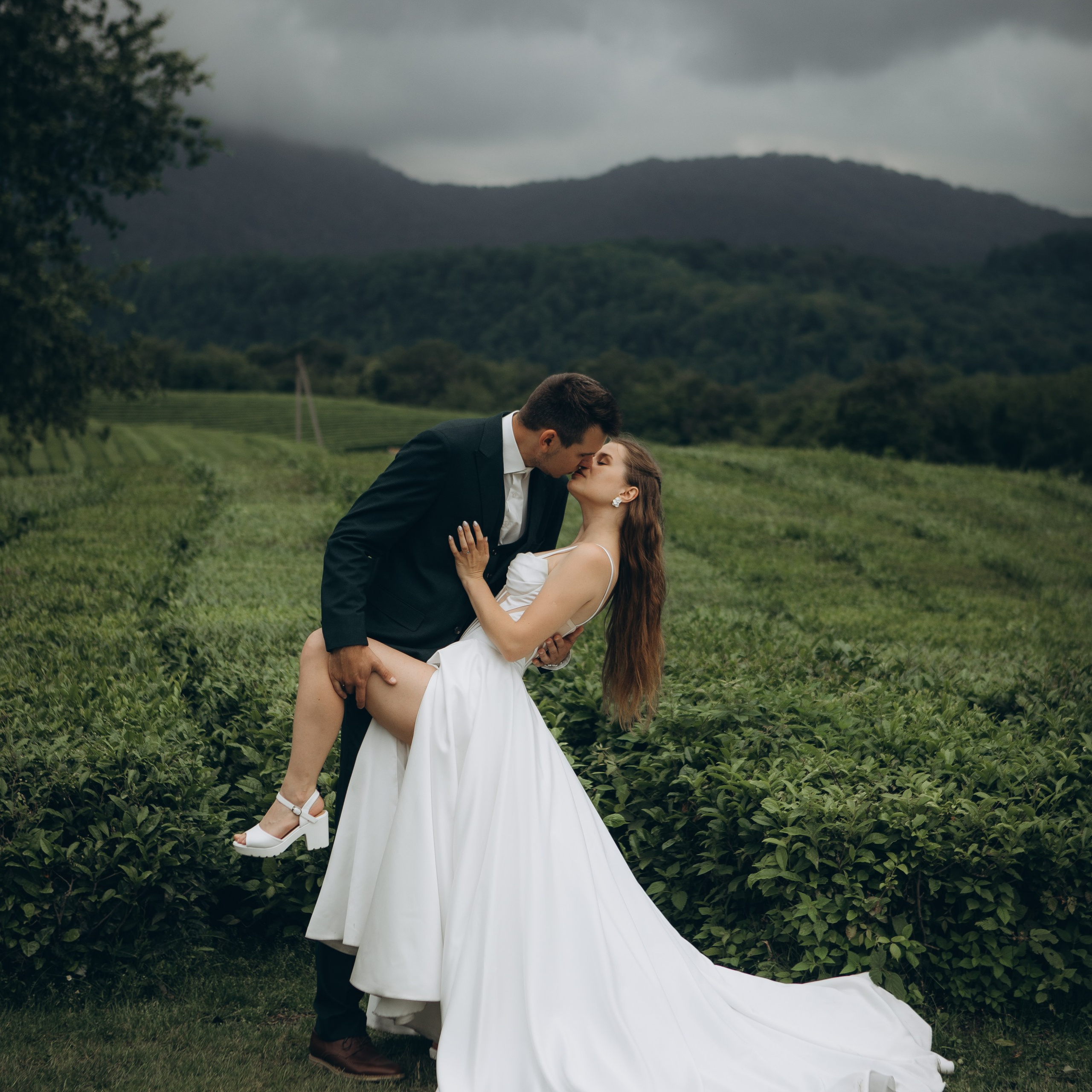 Чайные плантации