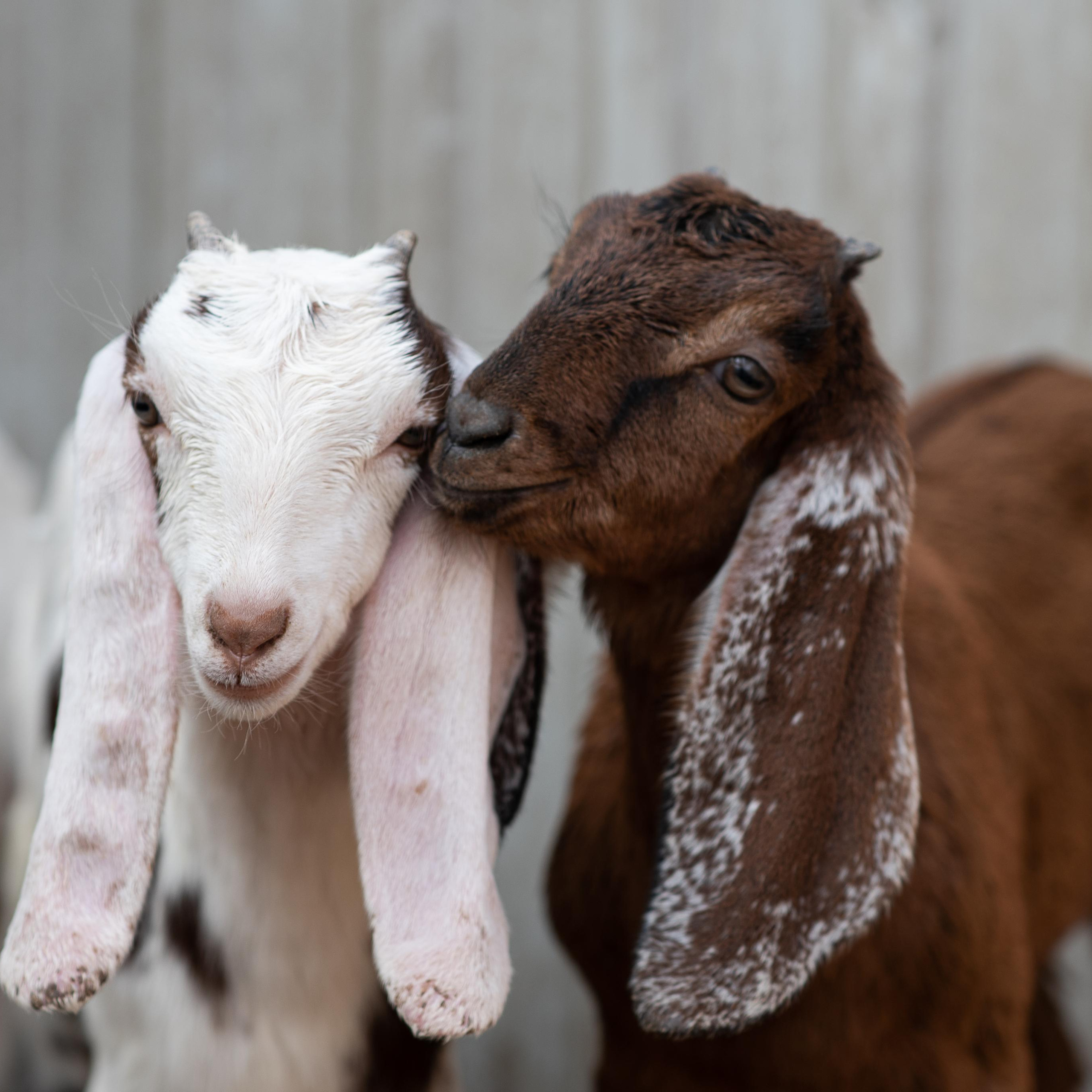 Козочки. Ферма. Луговая