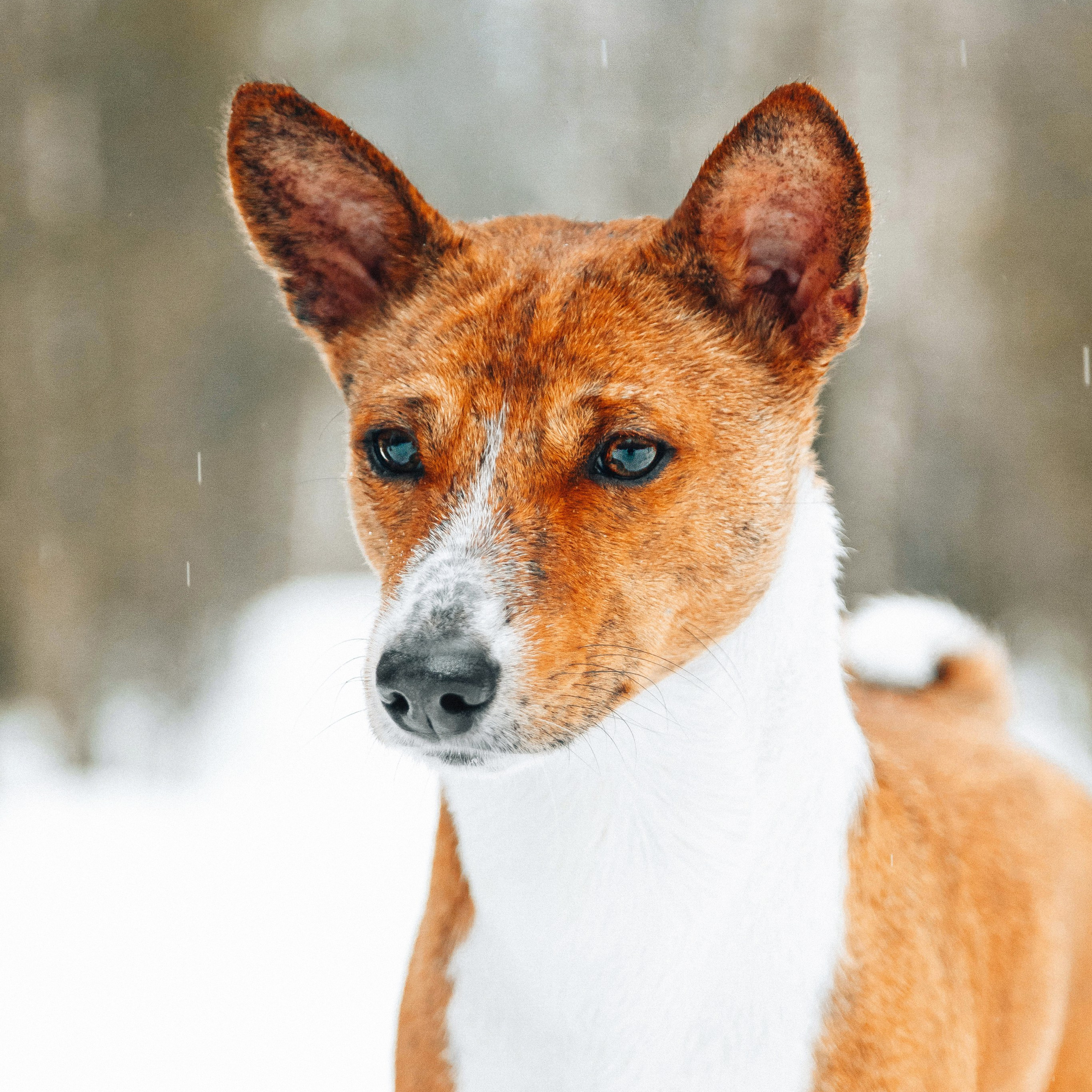 Басенджи Мэнни