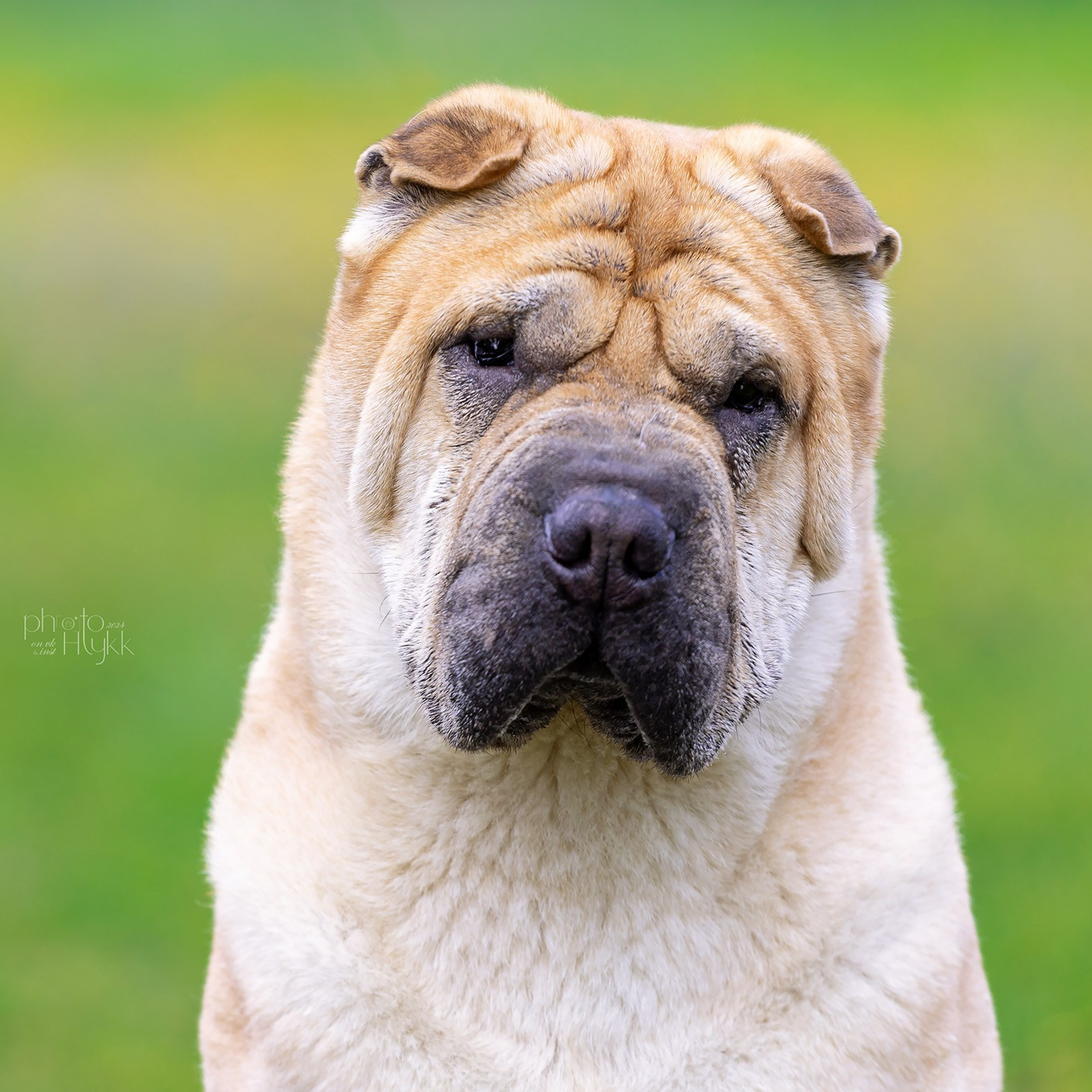 4 августа 2024, Выставка РКФ, г. Пермь