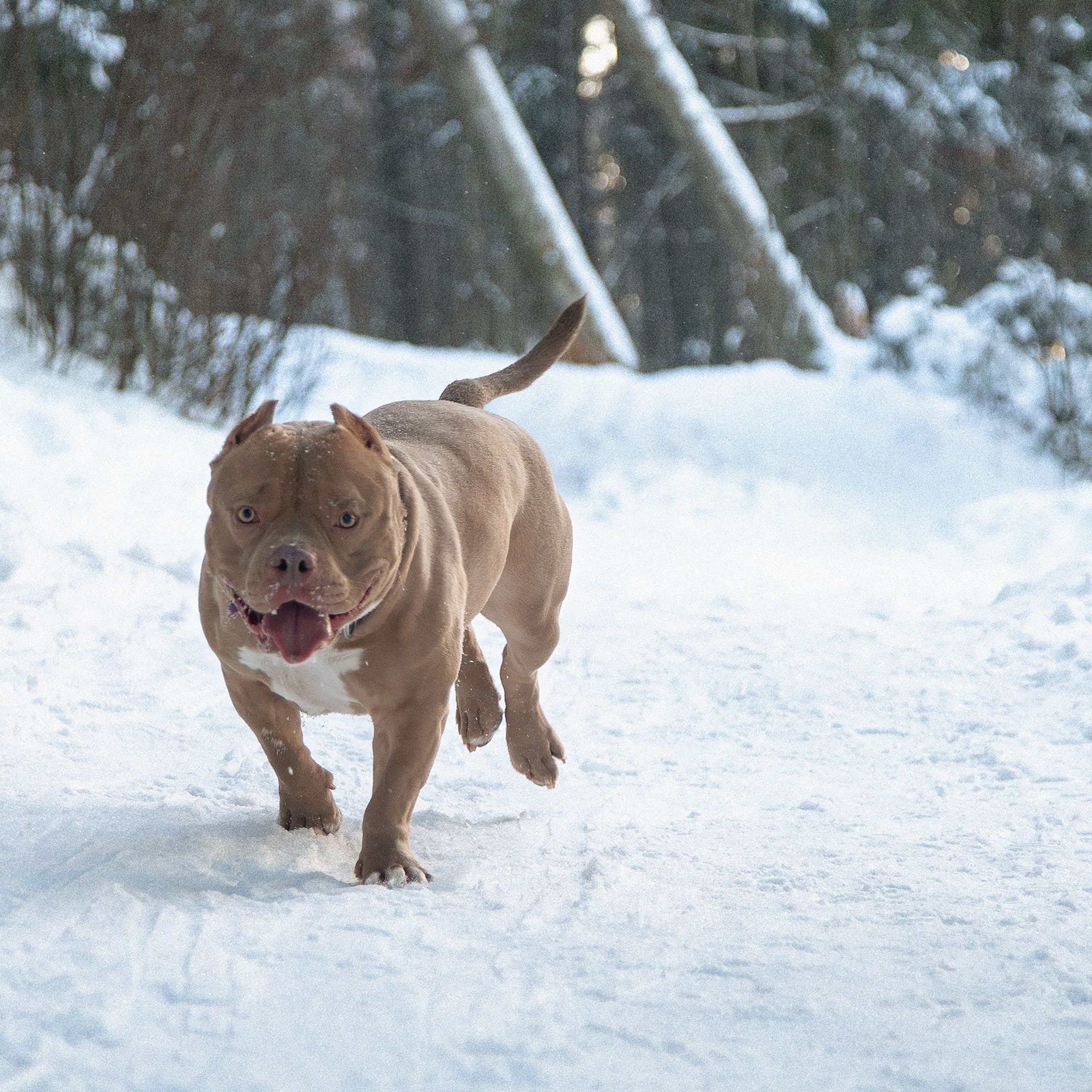 Американский булли Тесла